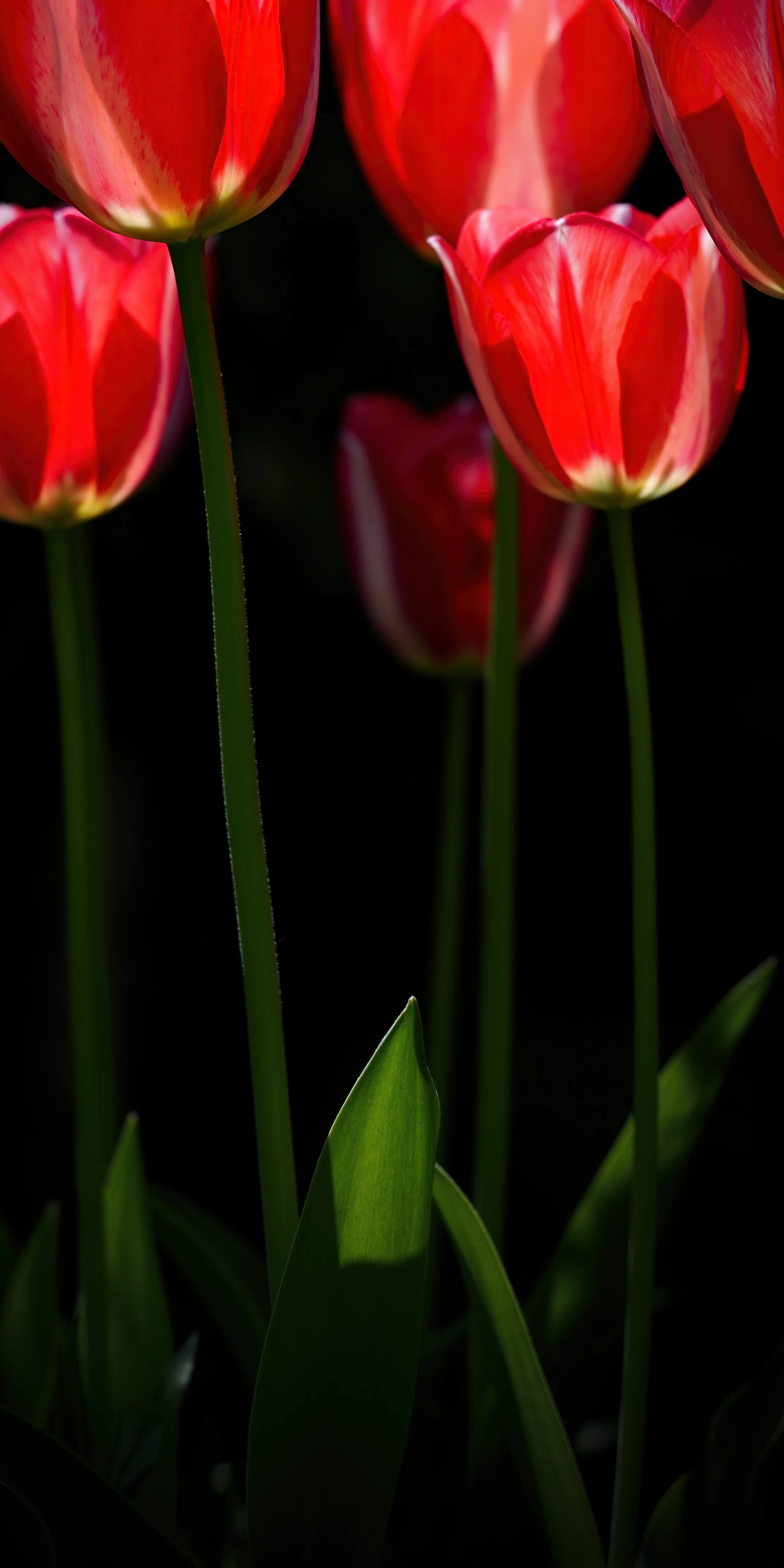 _DSC0413.1.jpg