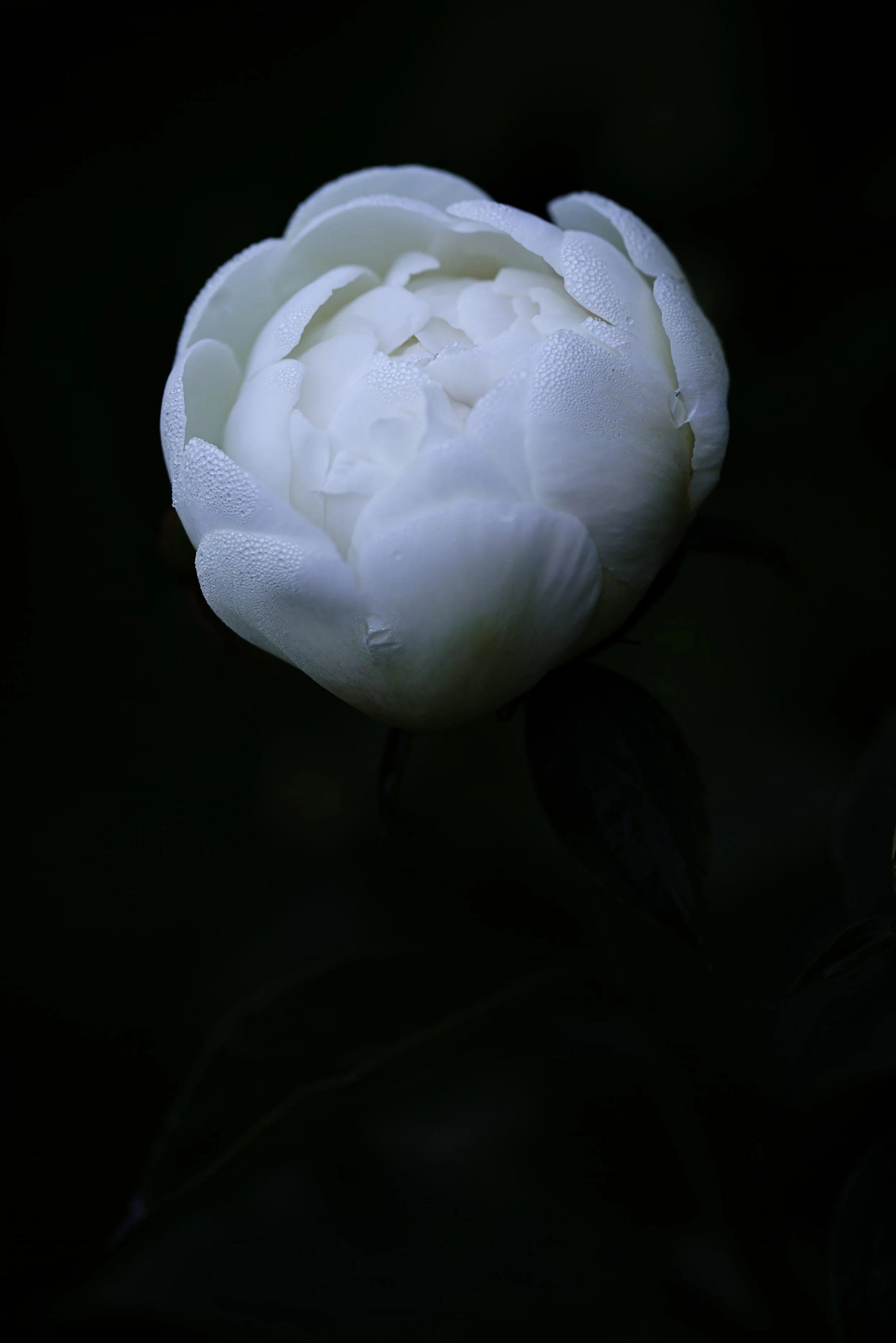 File 100503.jpg