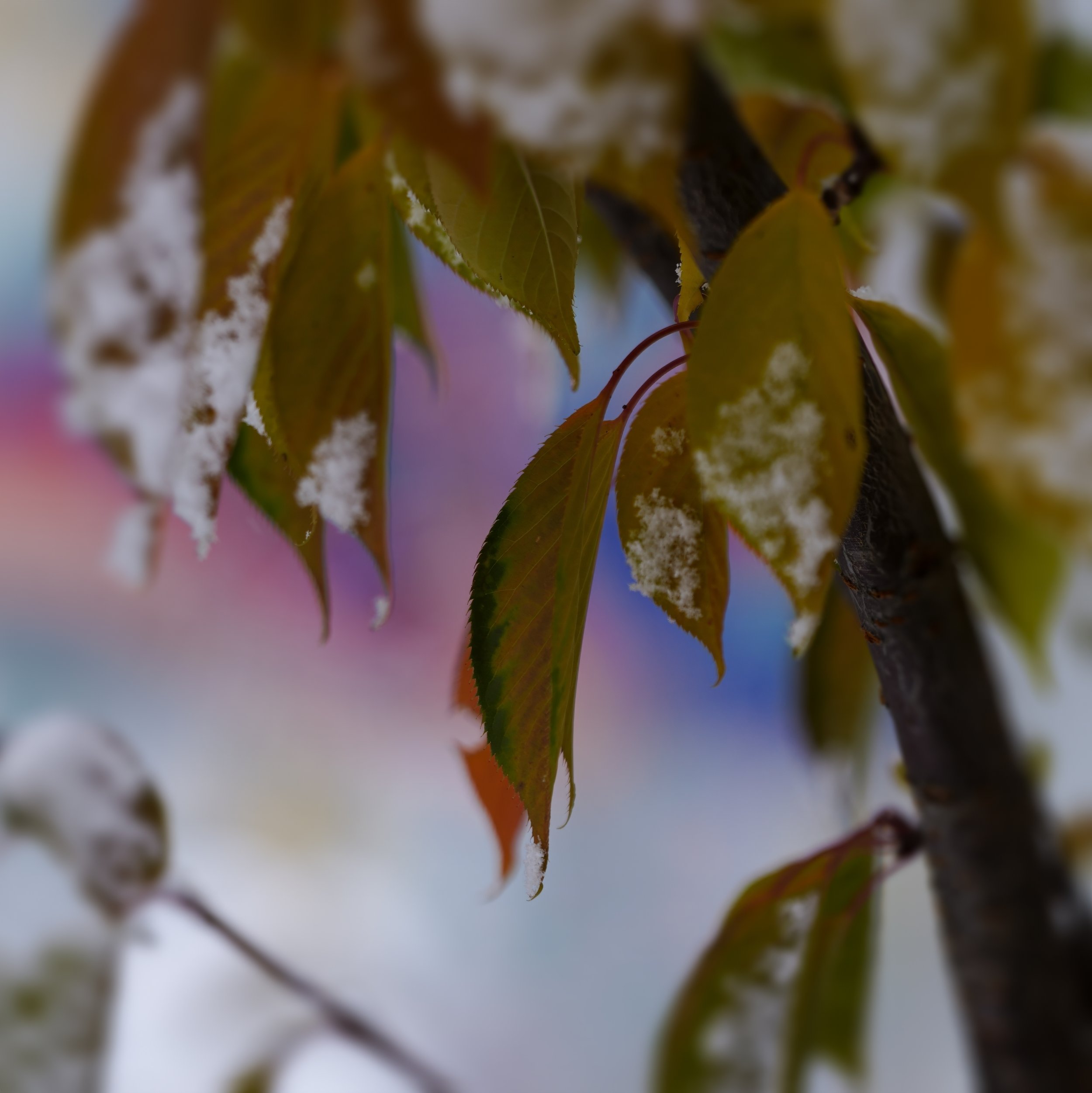 _DSC9740.jpg