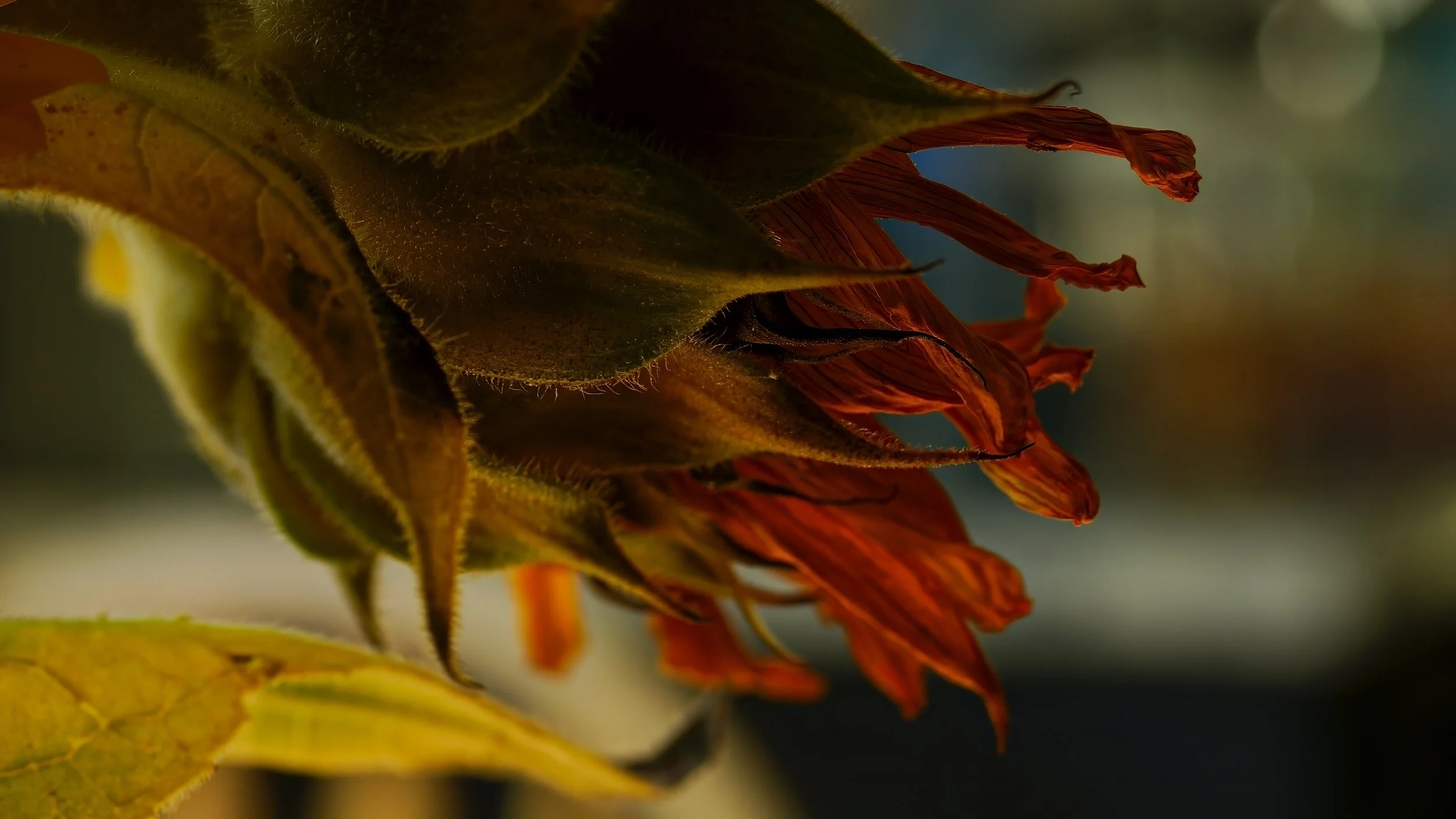 _DSC9058.jpg