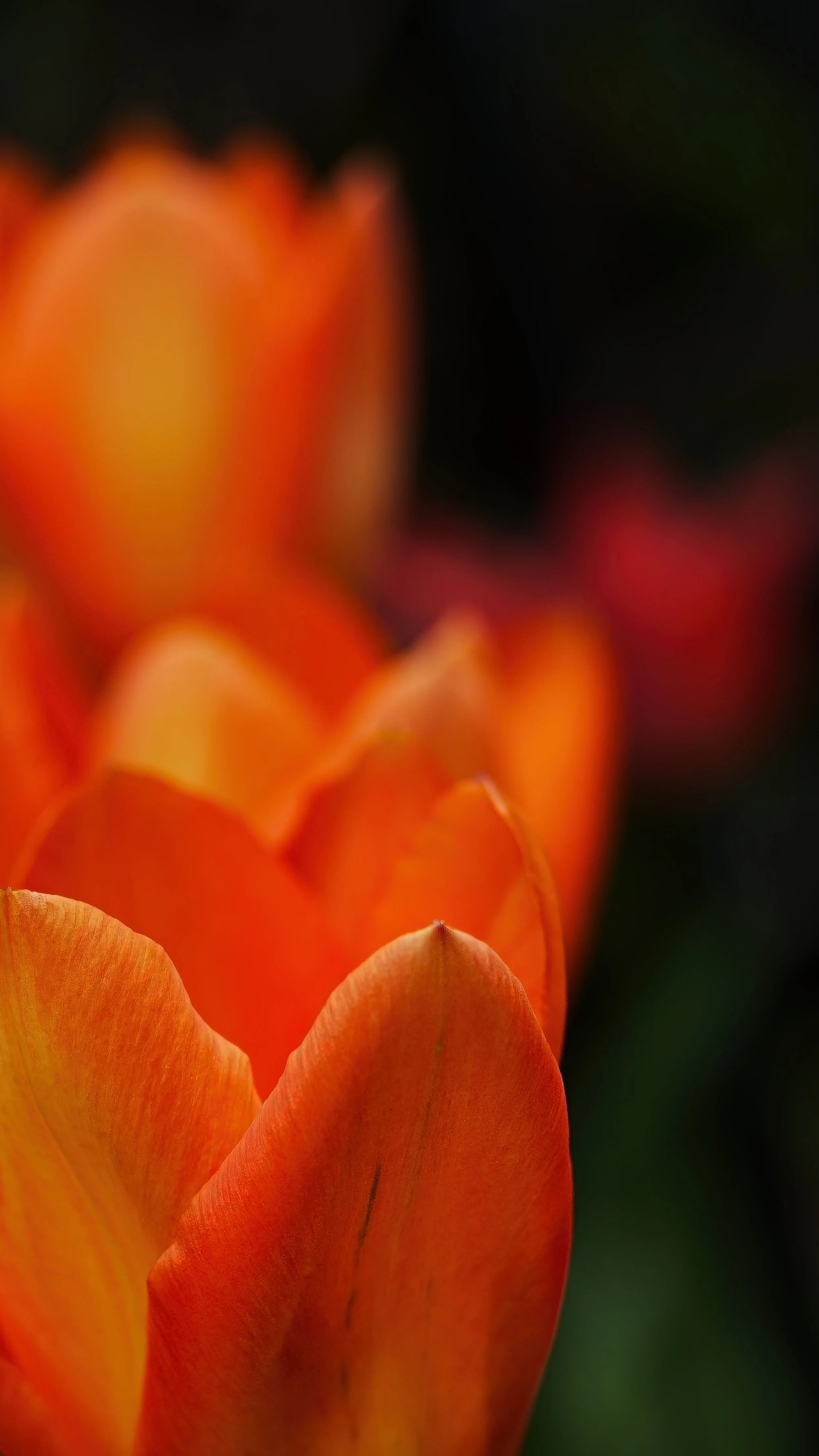 _DSC0088.jpg