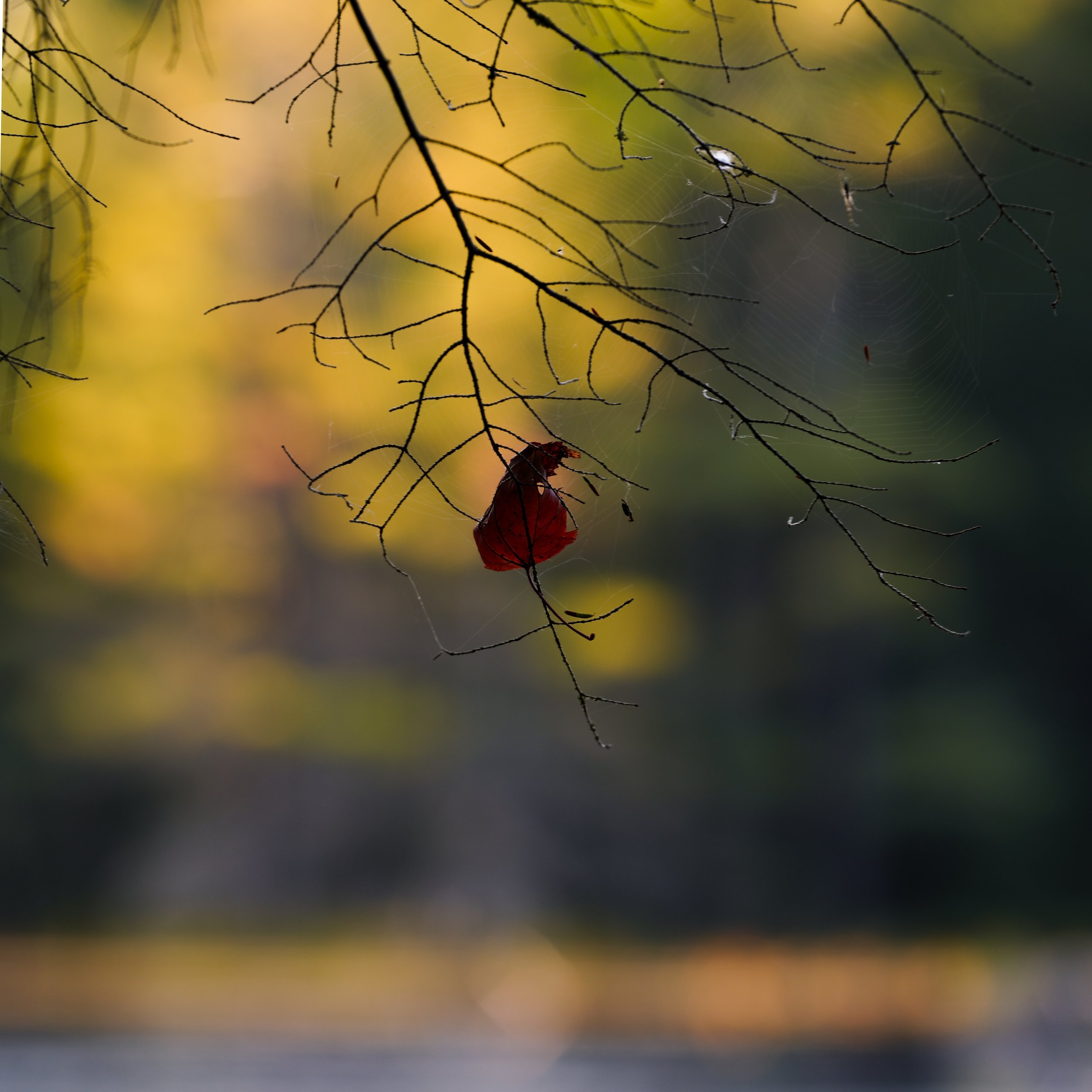 _DSC6016.jpg