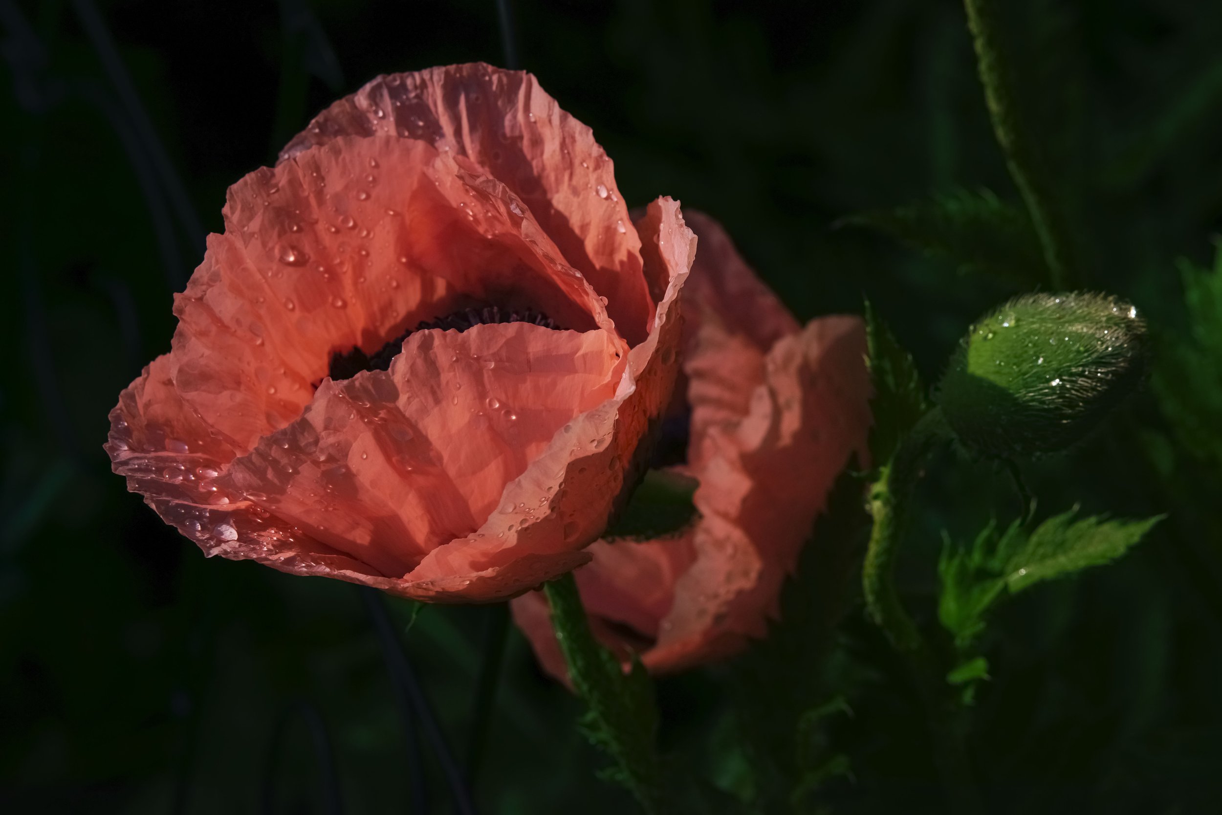 _DSC9526.jpg