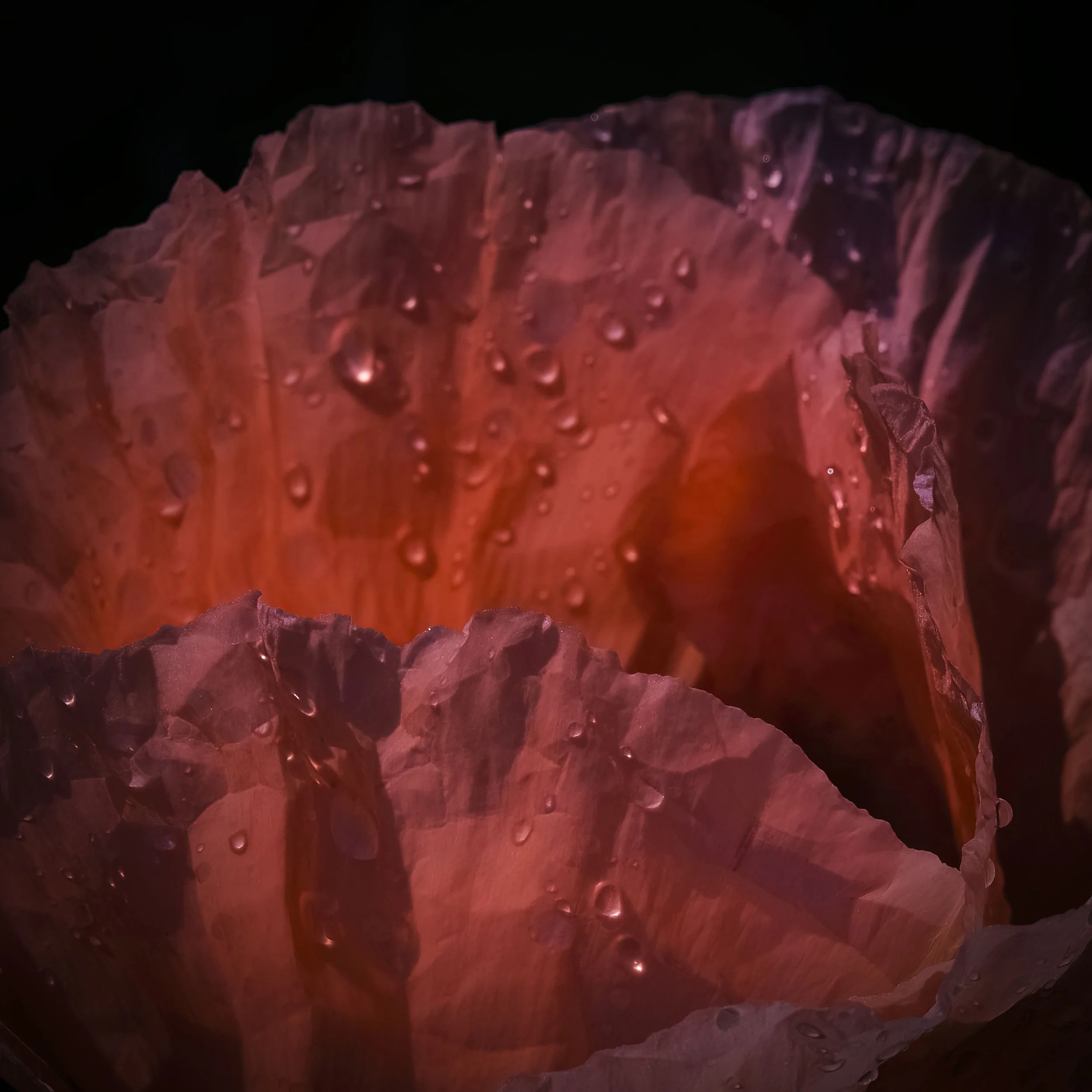 _ED_DSC9525-gigapixel.jpg