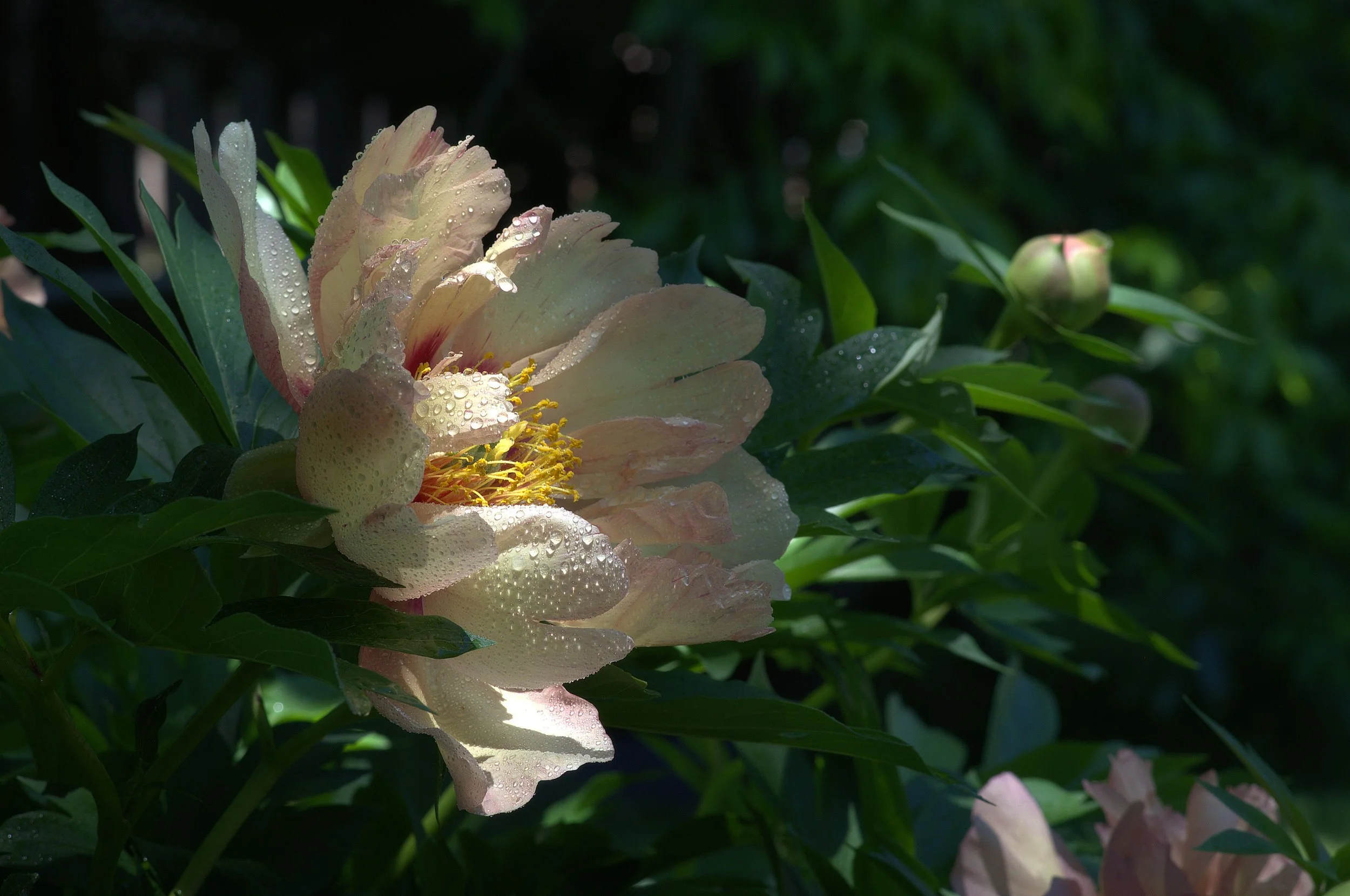 IMGP7372 -1.jpg