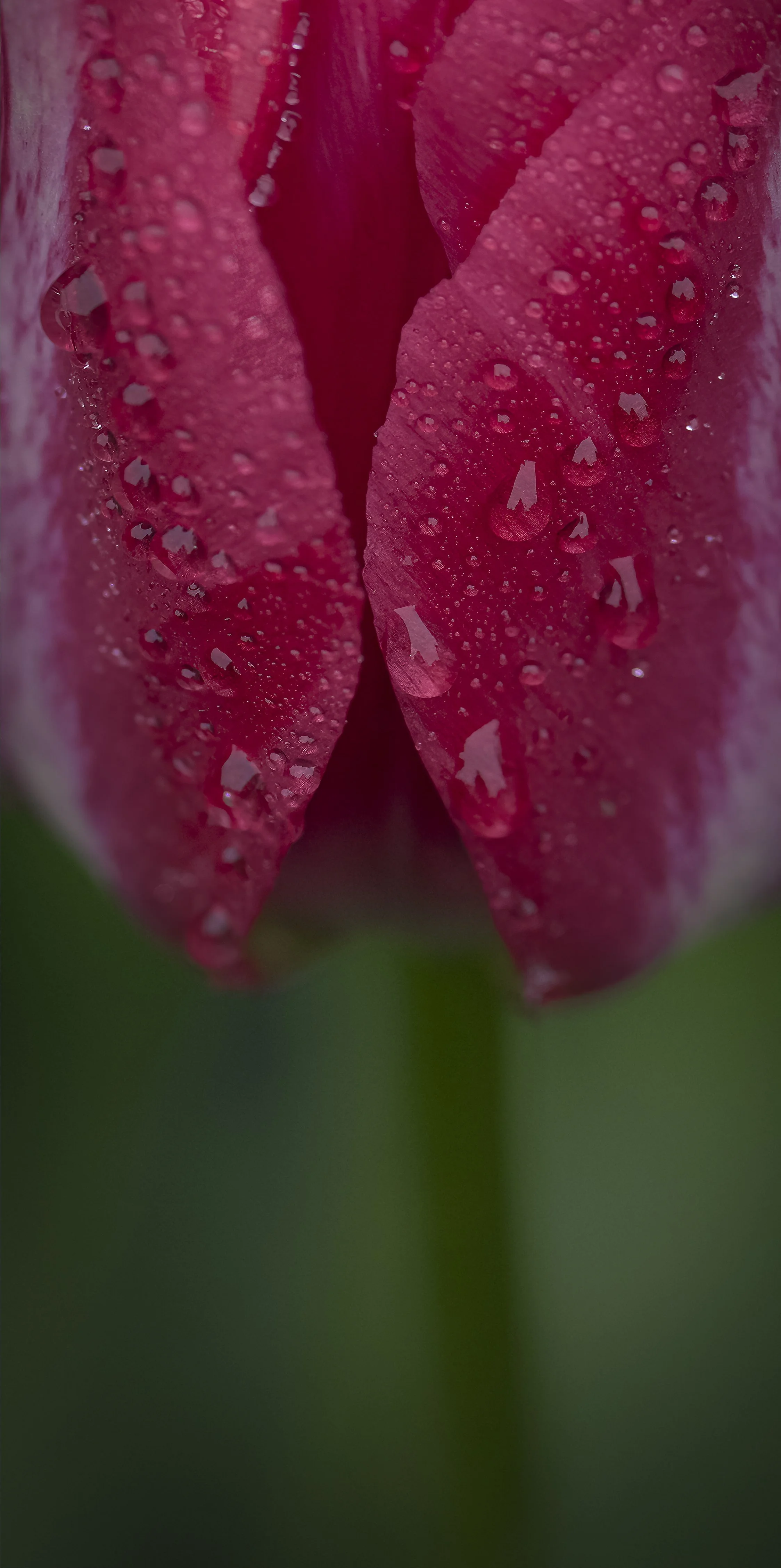 _DSC0142 copy.jpg