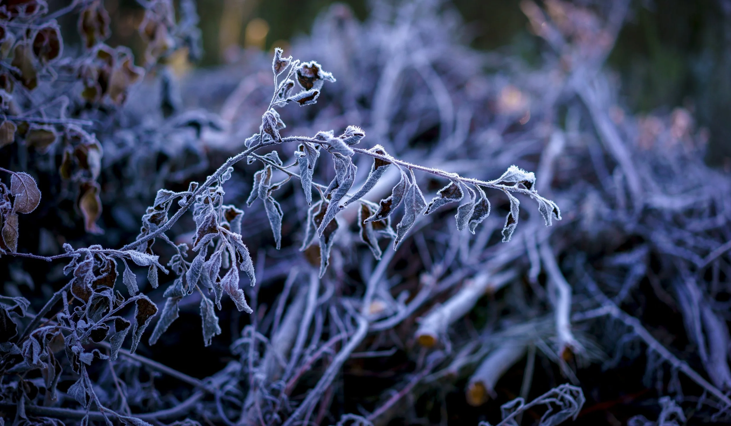 _DSC3684.jpg