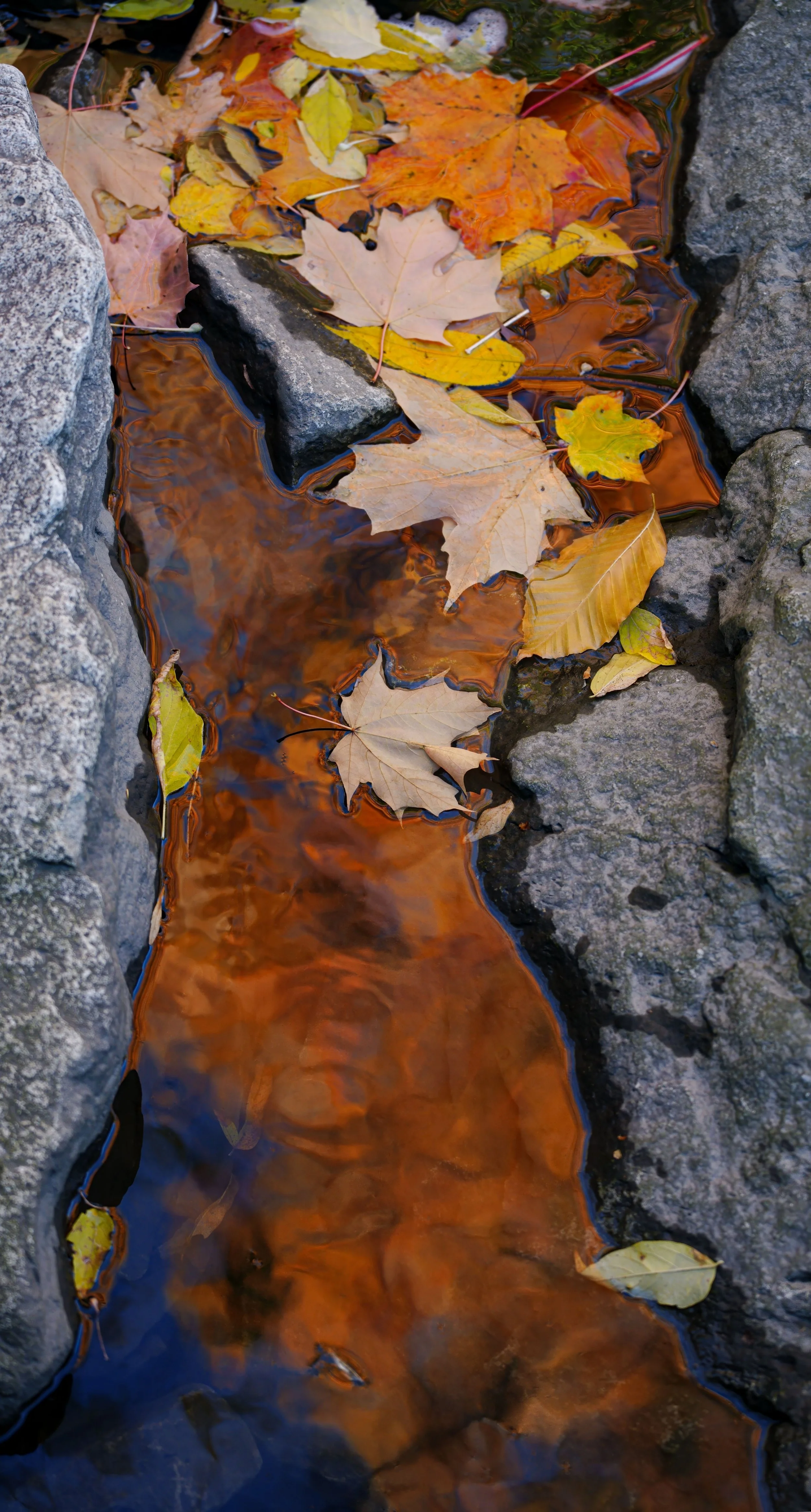 _DSC9556.jpg