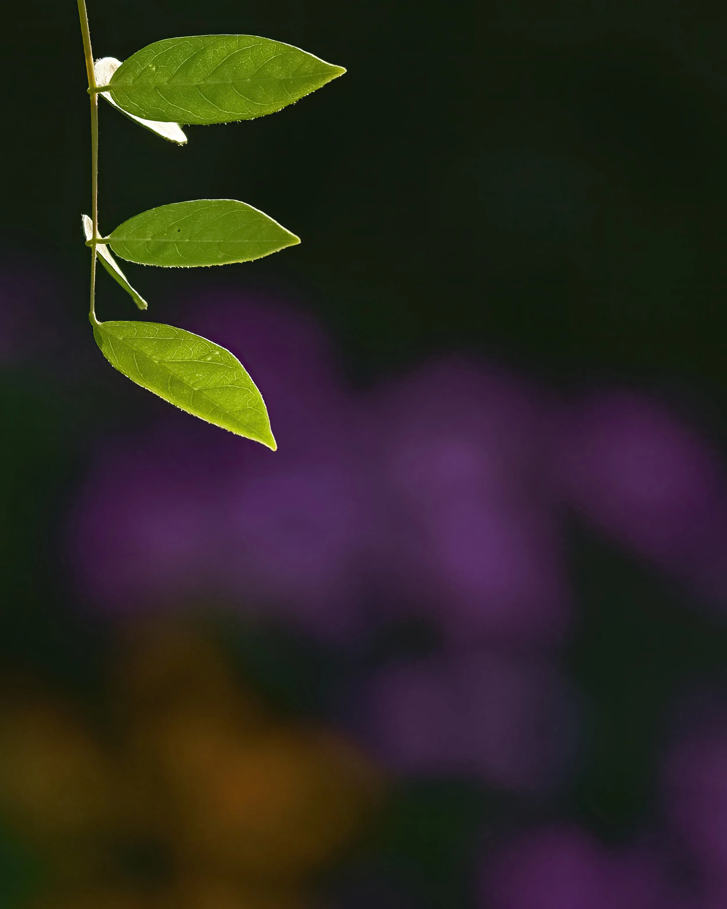 _ED_DSC6296-gigapixel.jpg