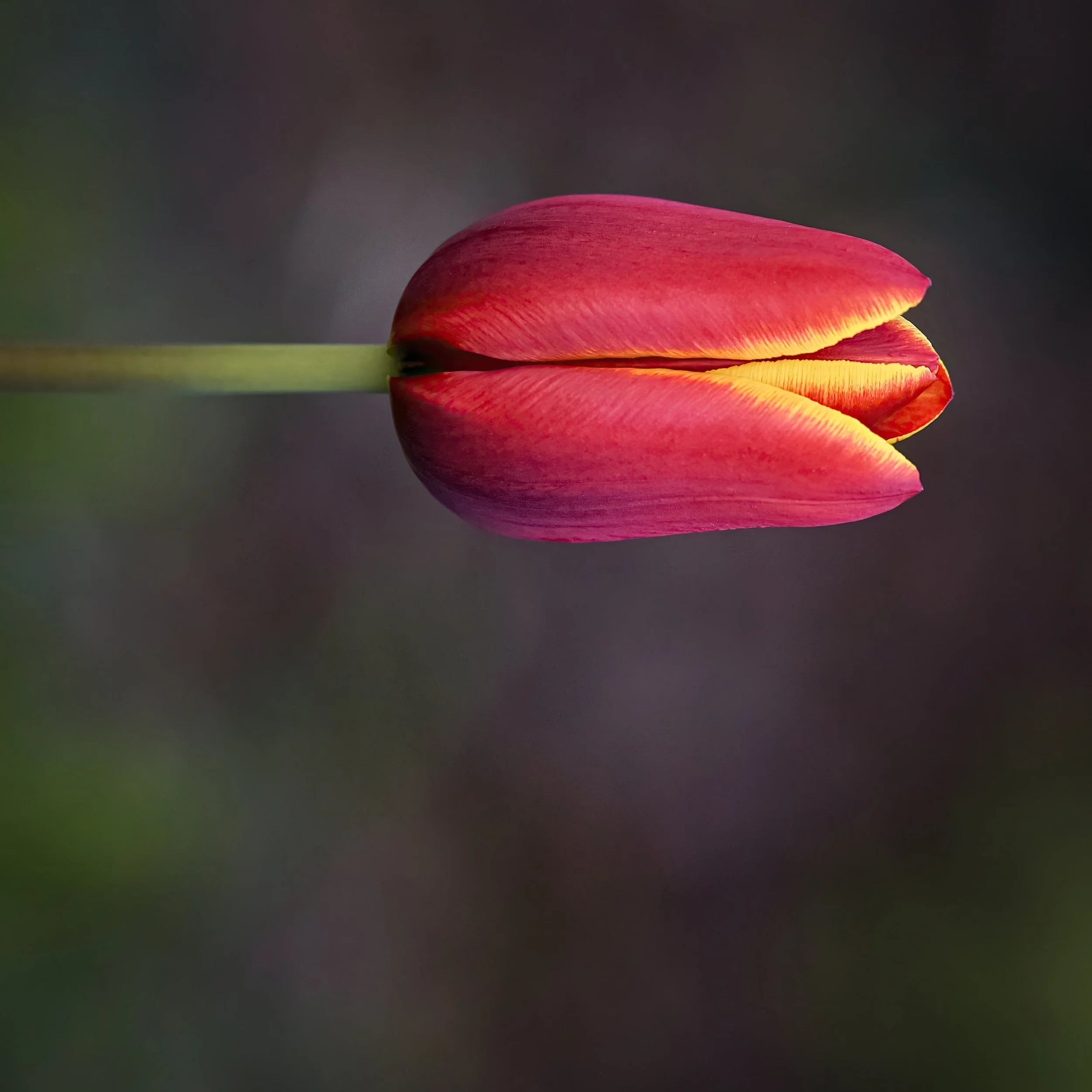 _ED_DSC8388-2-gigapixel.jpg