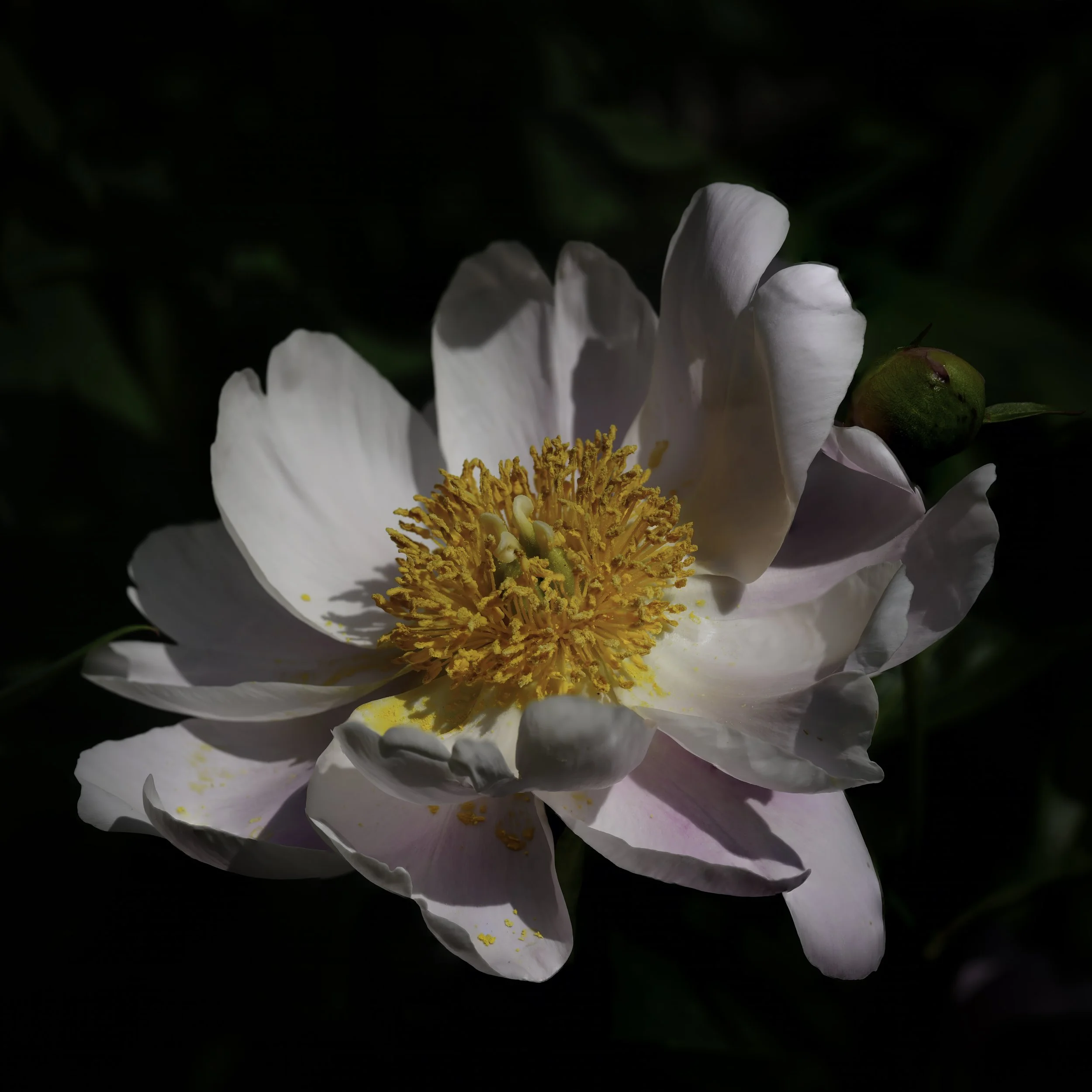 File 1010203.jpg