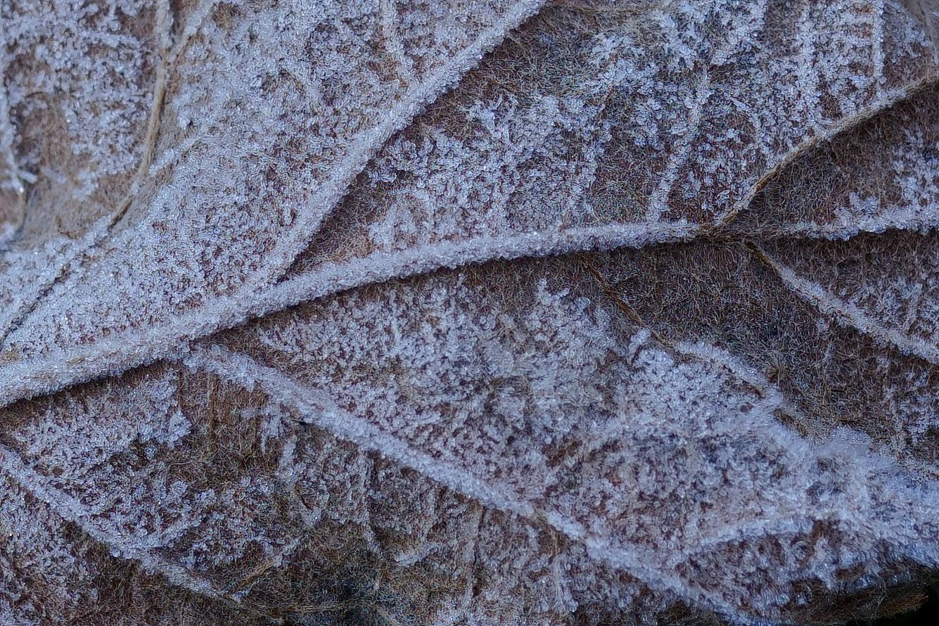 _DSC9795.jpg