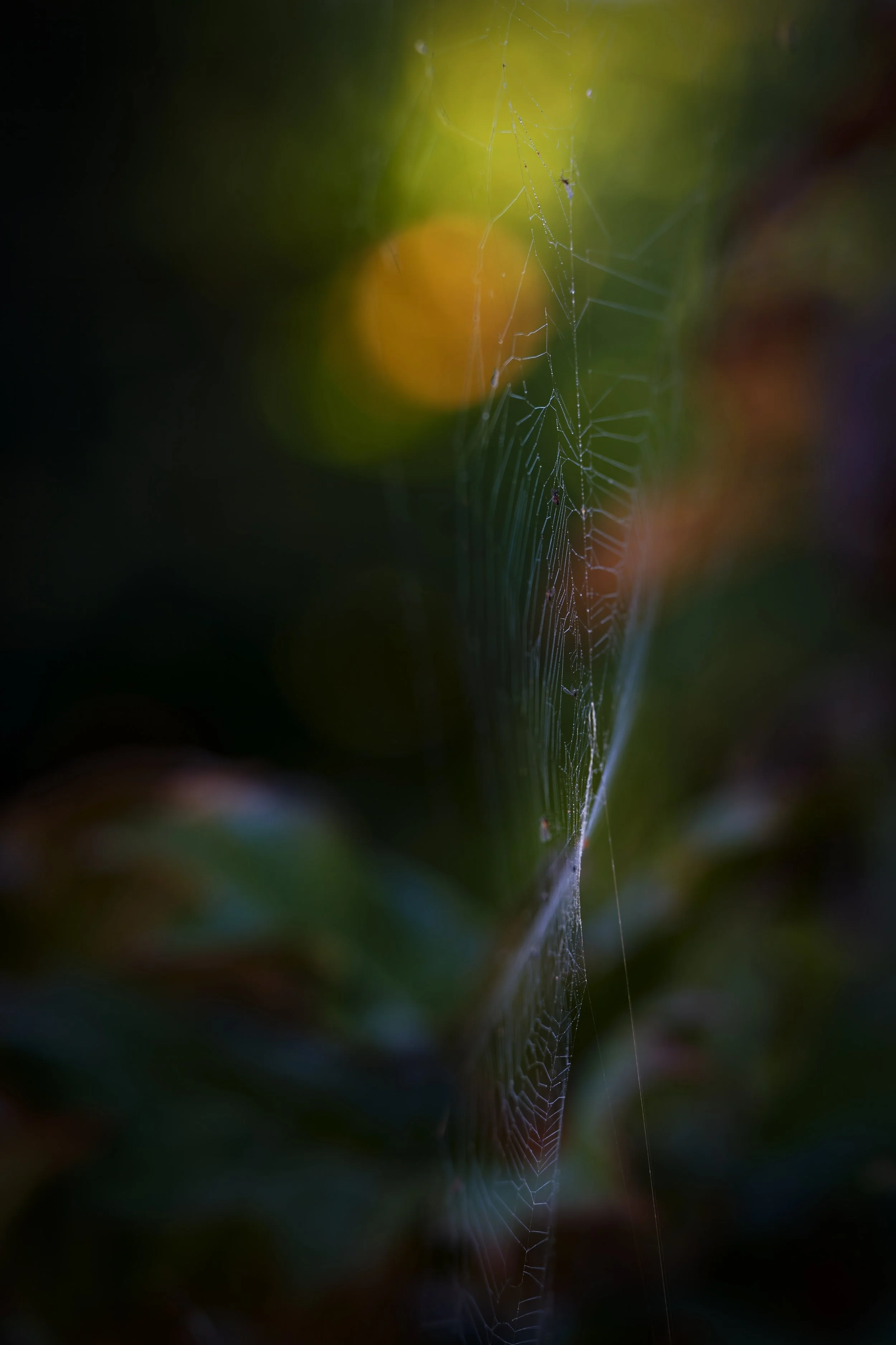_DSC8662.jpg