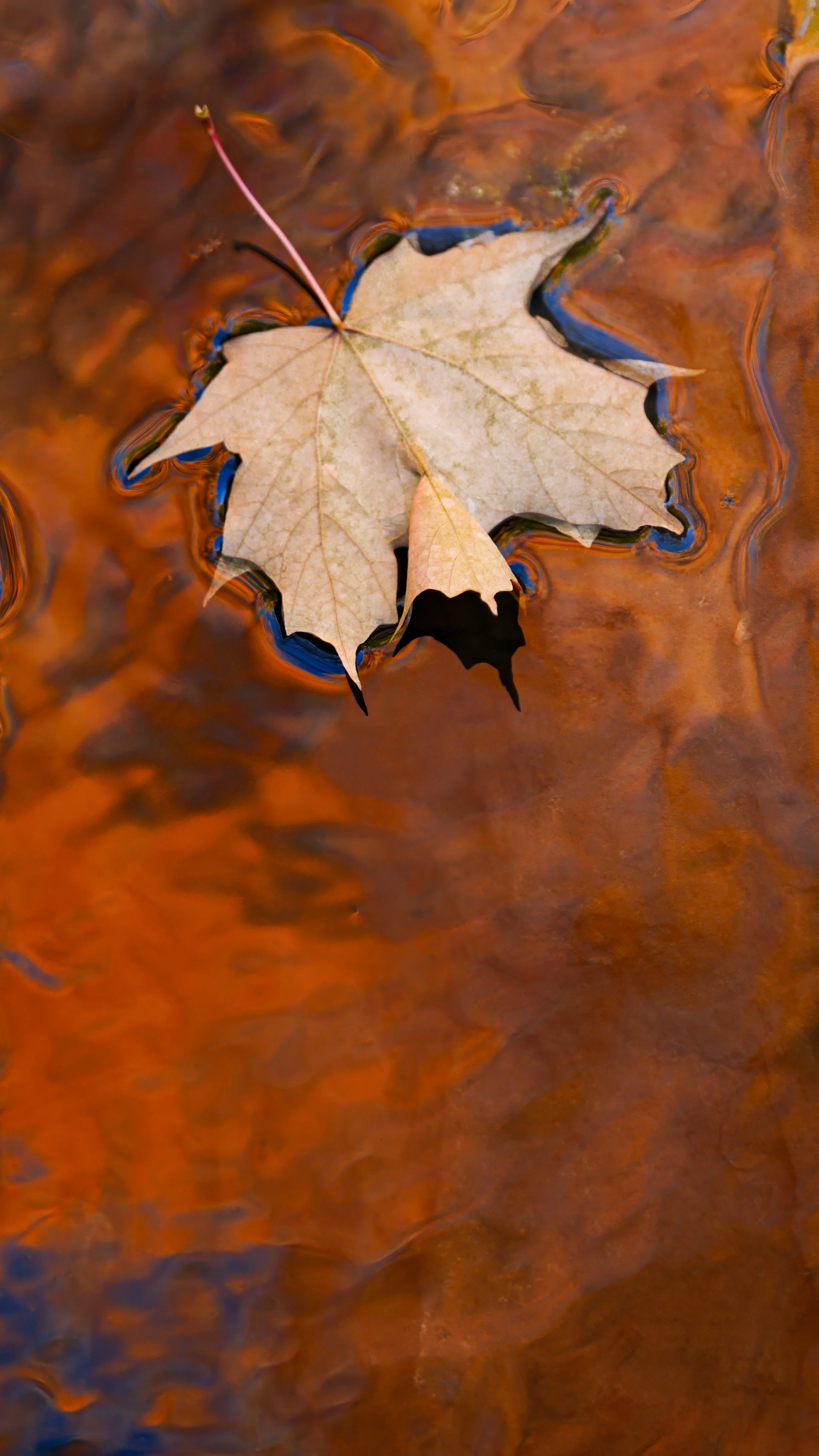 _DSC9554.jpg