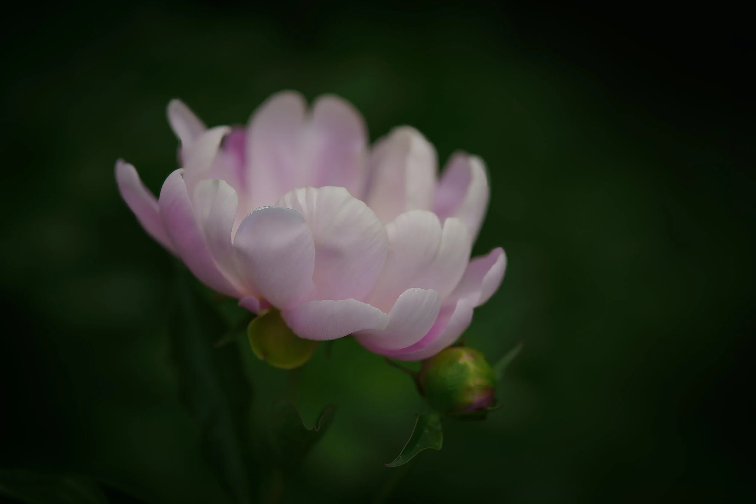 _DSC9876.jpg