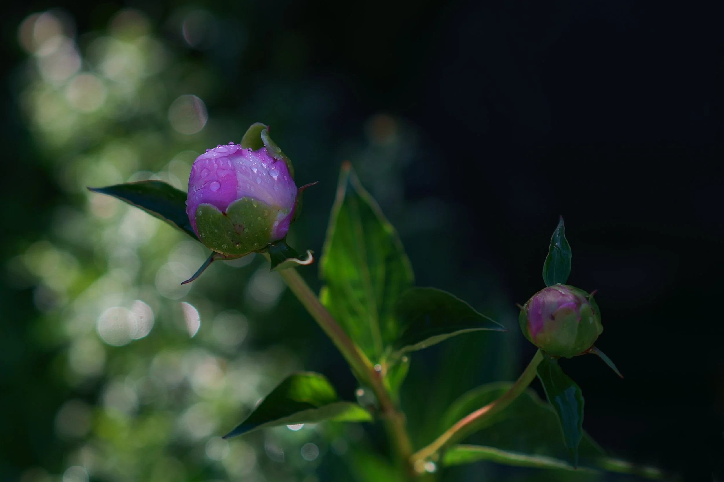 _DSC9022.jpg