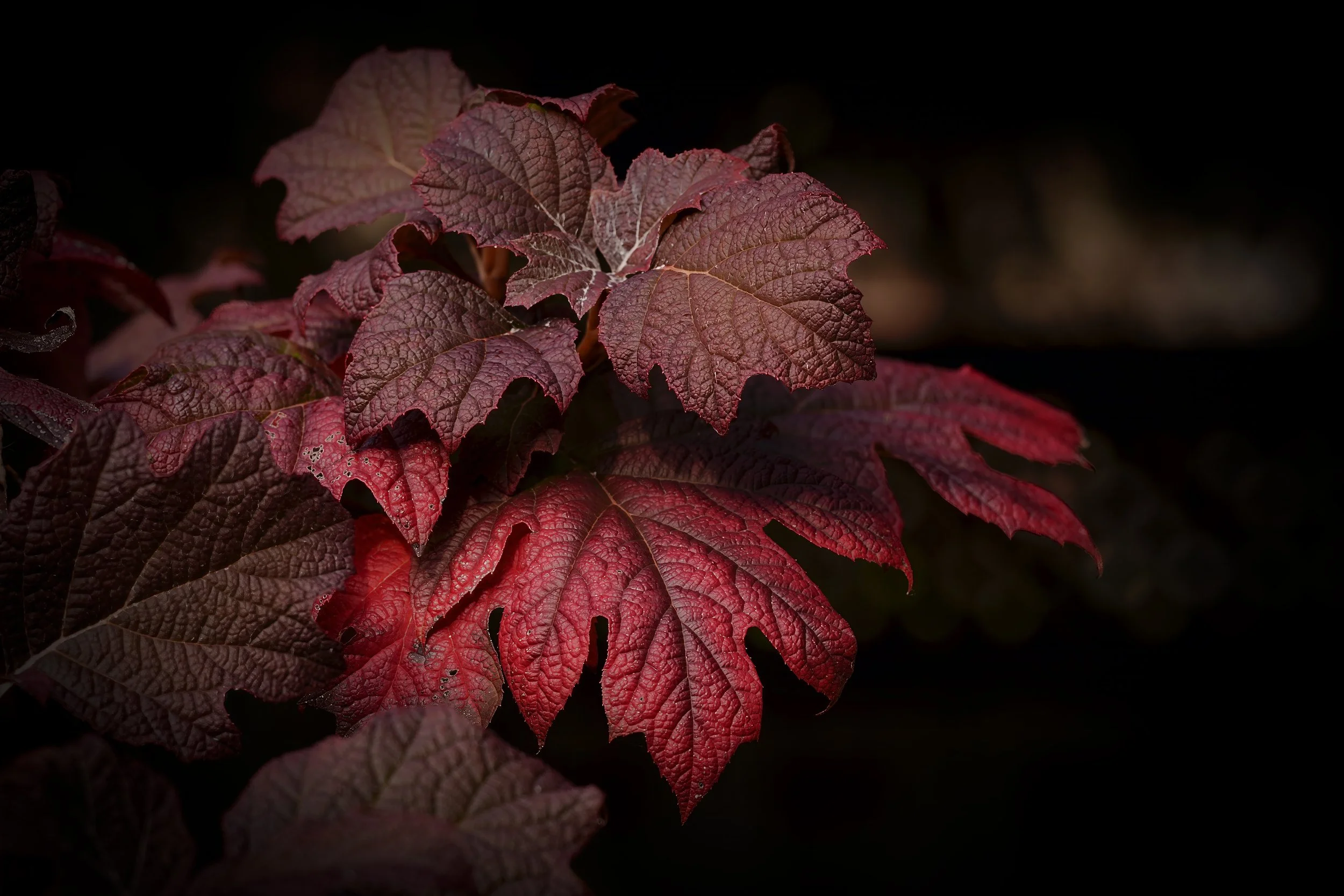 _DSC6764.jpg