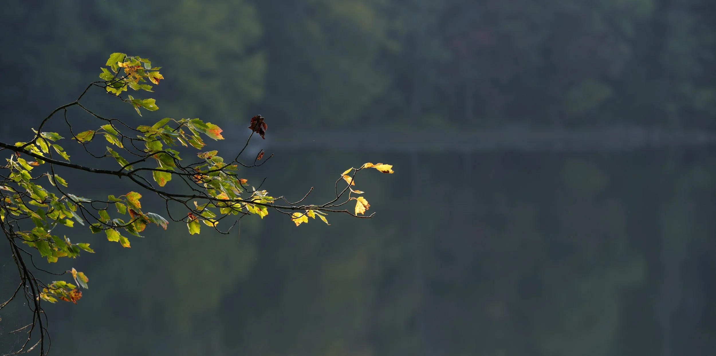 _DSC5990.jpg
