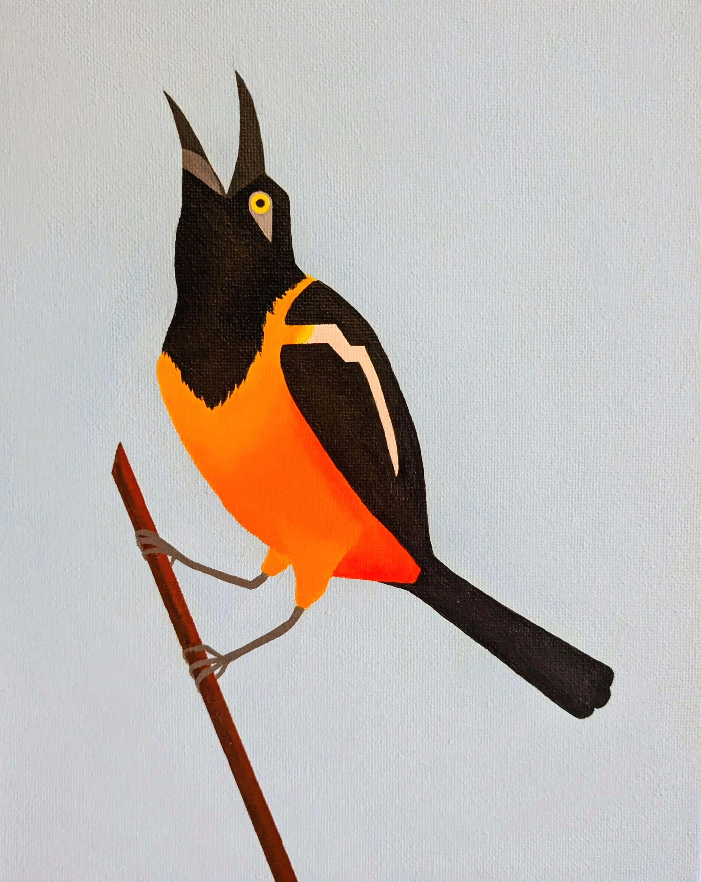Venezuelan Troupial