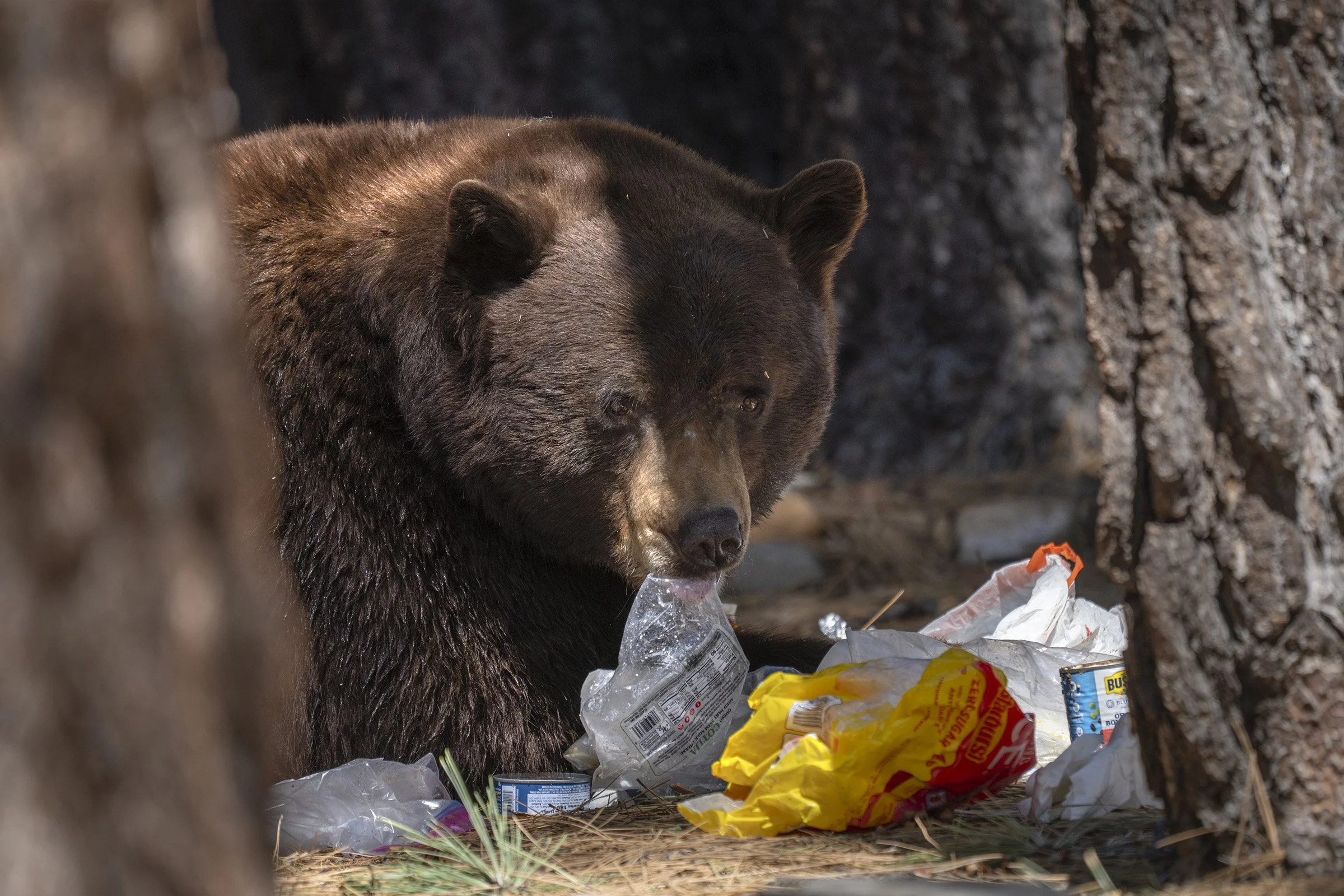Bear-Resistant Food Storage Lockers