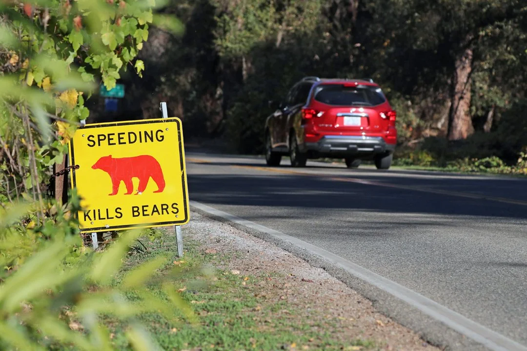 Yosemite Bear Facts - November 15, 2025