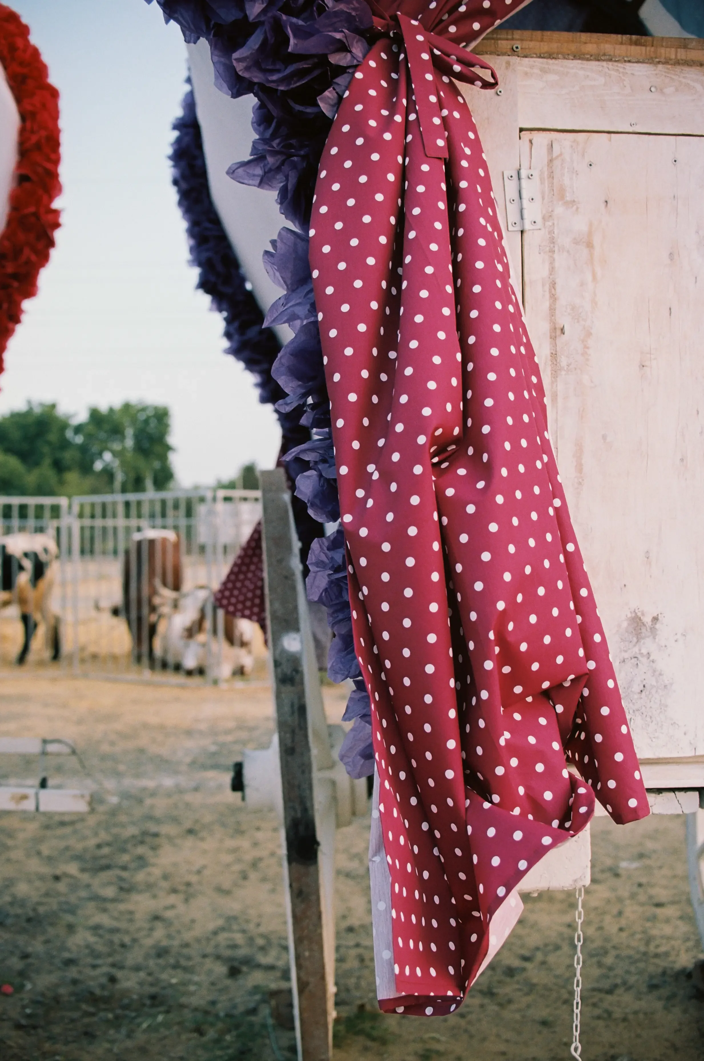 Cortinas de tela con colores rojo y púrpura, decorando en un ambiente rústico, posiblemente una granja, con vacas en el fondo y una cerca.
