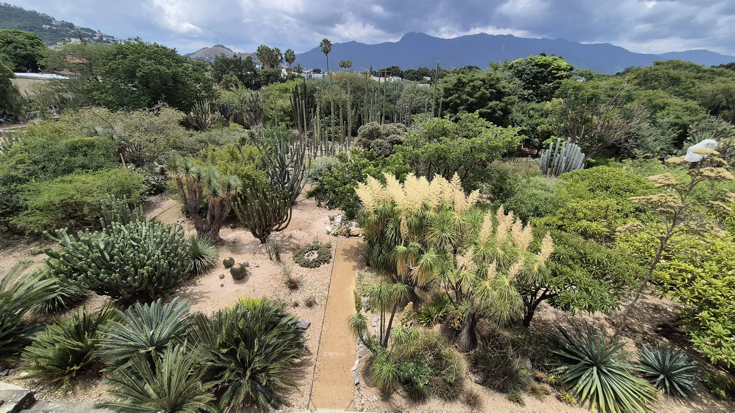 A lush desert garden with various cacti and succulents, a sandy pathway, and tropical trees with mountains in the background under a cloudy sky.
