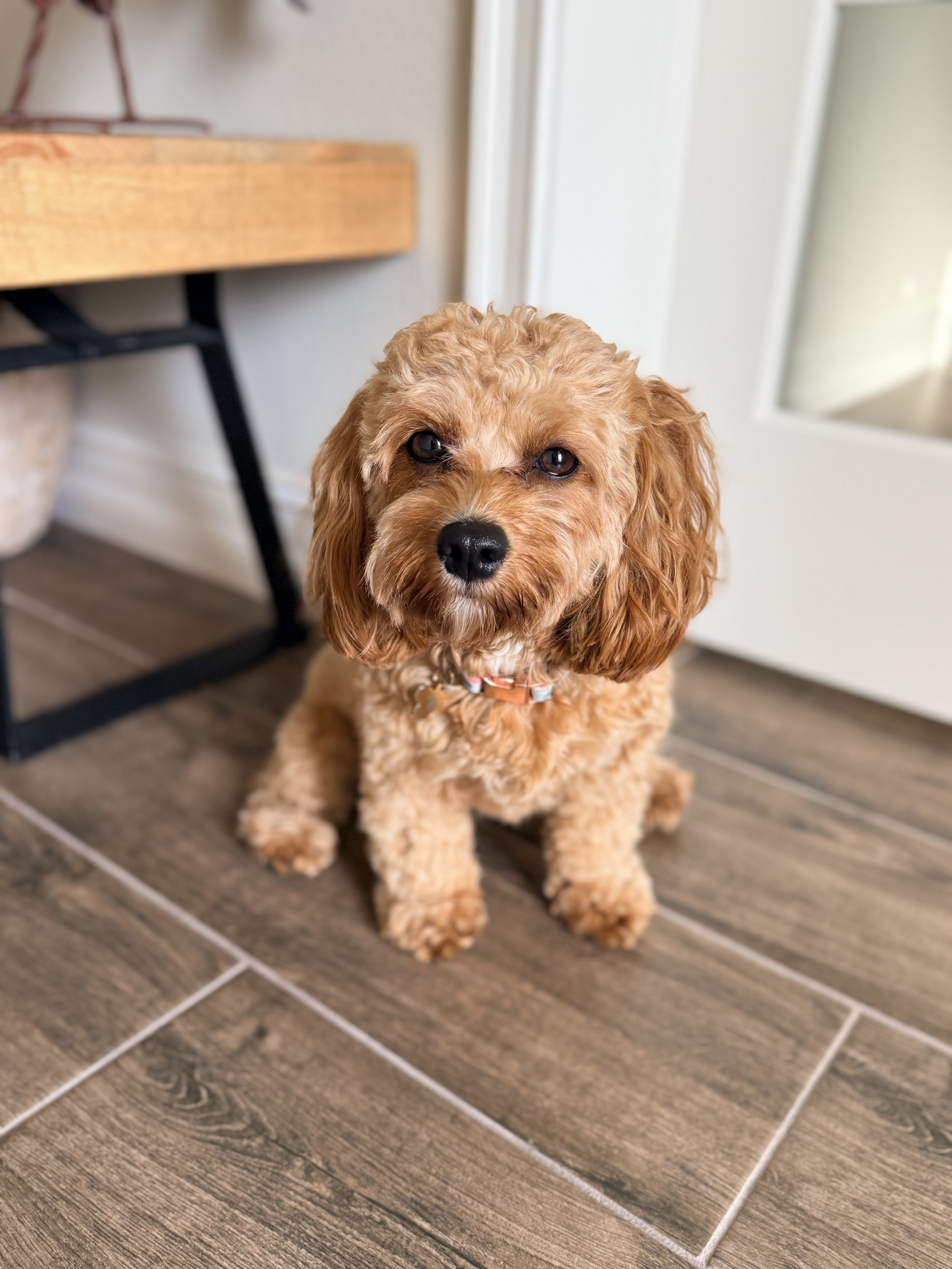 A adorable apricot-colored puppy with curly fur sitting on a tiled floor, looking directly at the camera.
