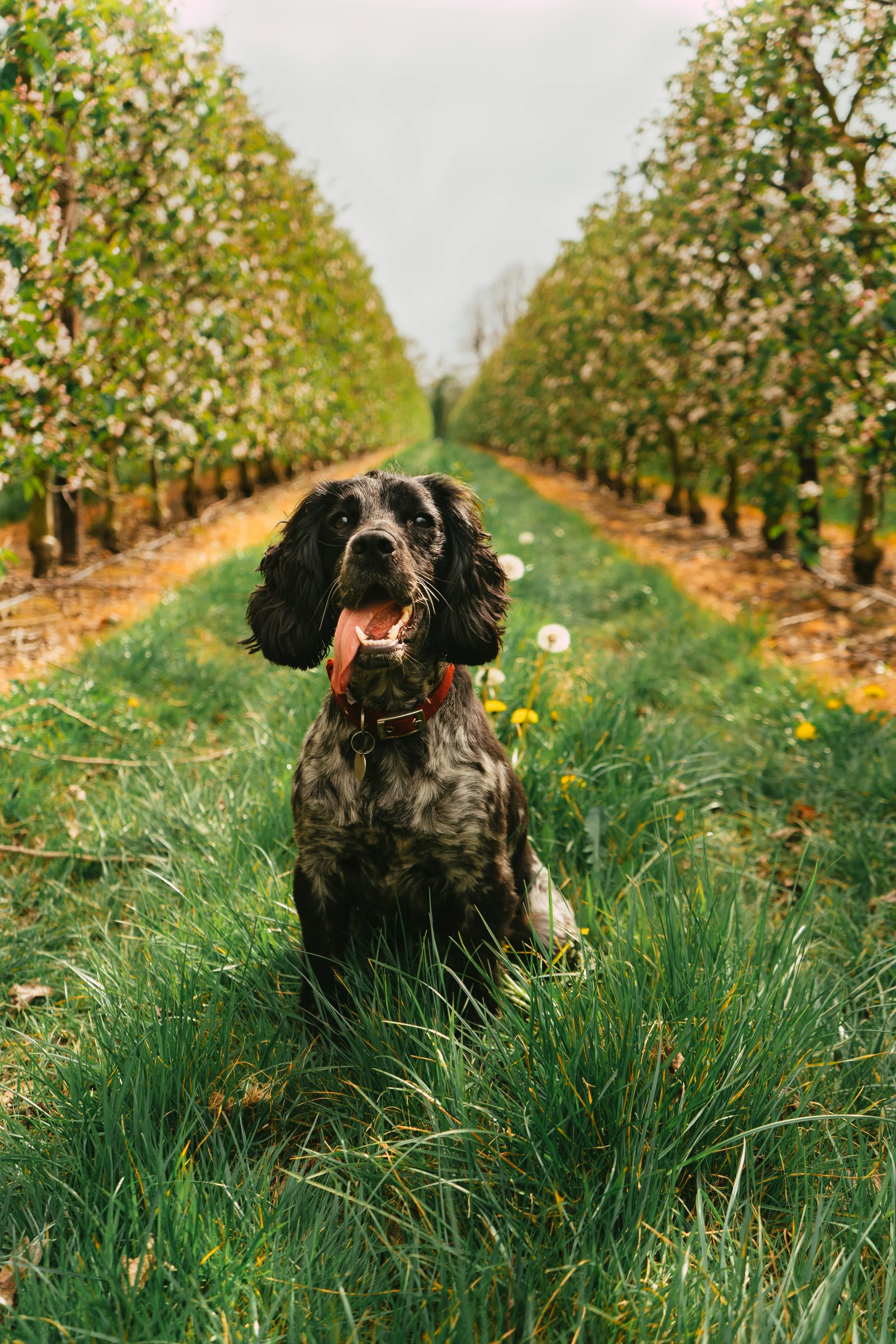 A black and white dog with floppy ears sitting on green grass in a field of dandelions, with apple orchard trees on either side, under a cloudy sky.