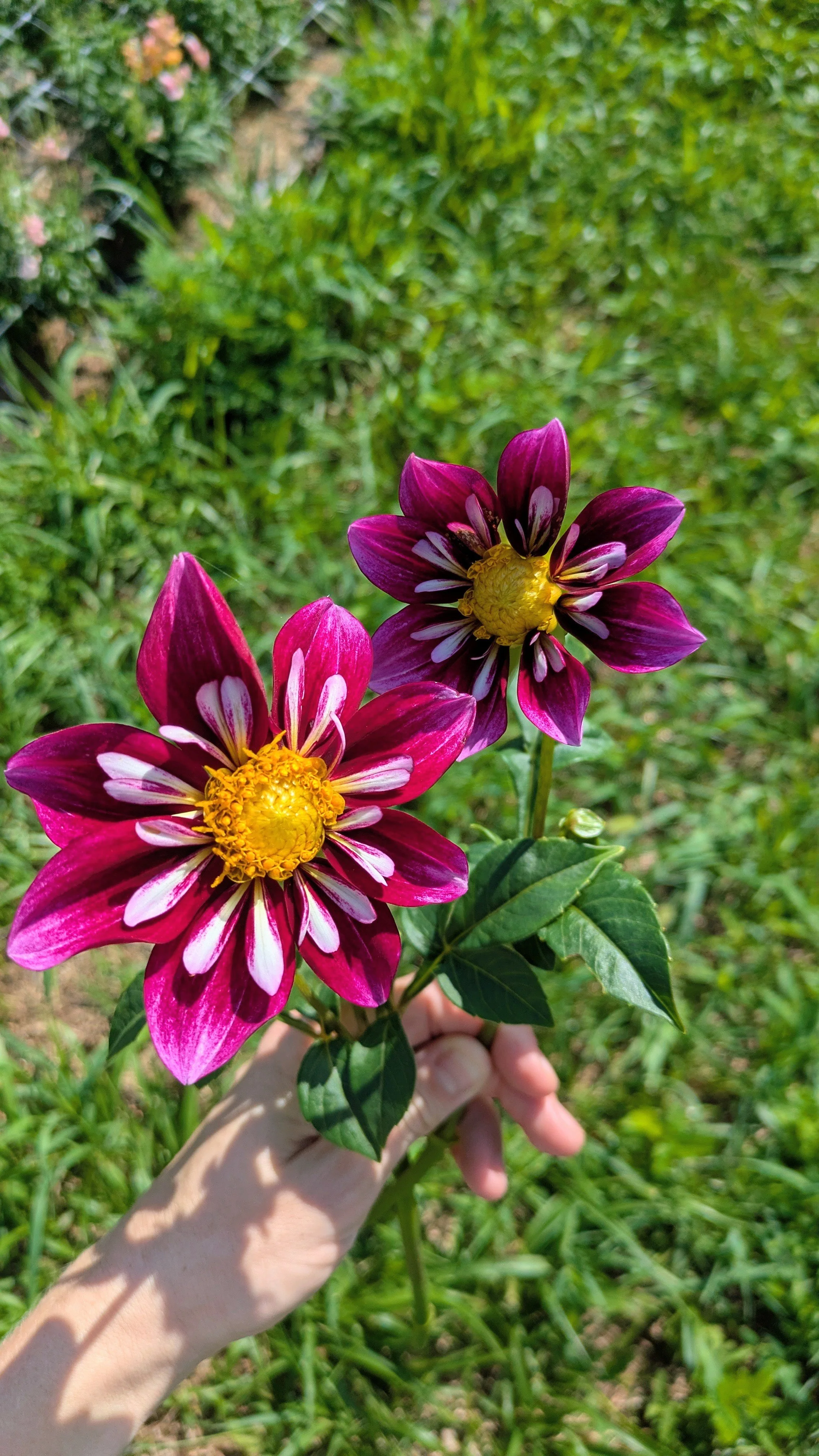Dahlia - Beeyond