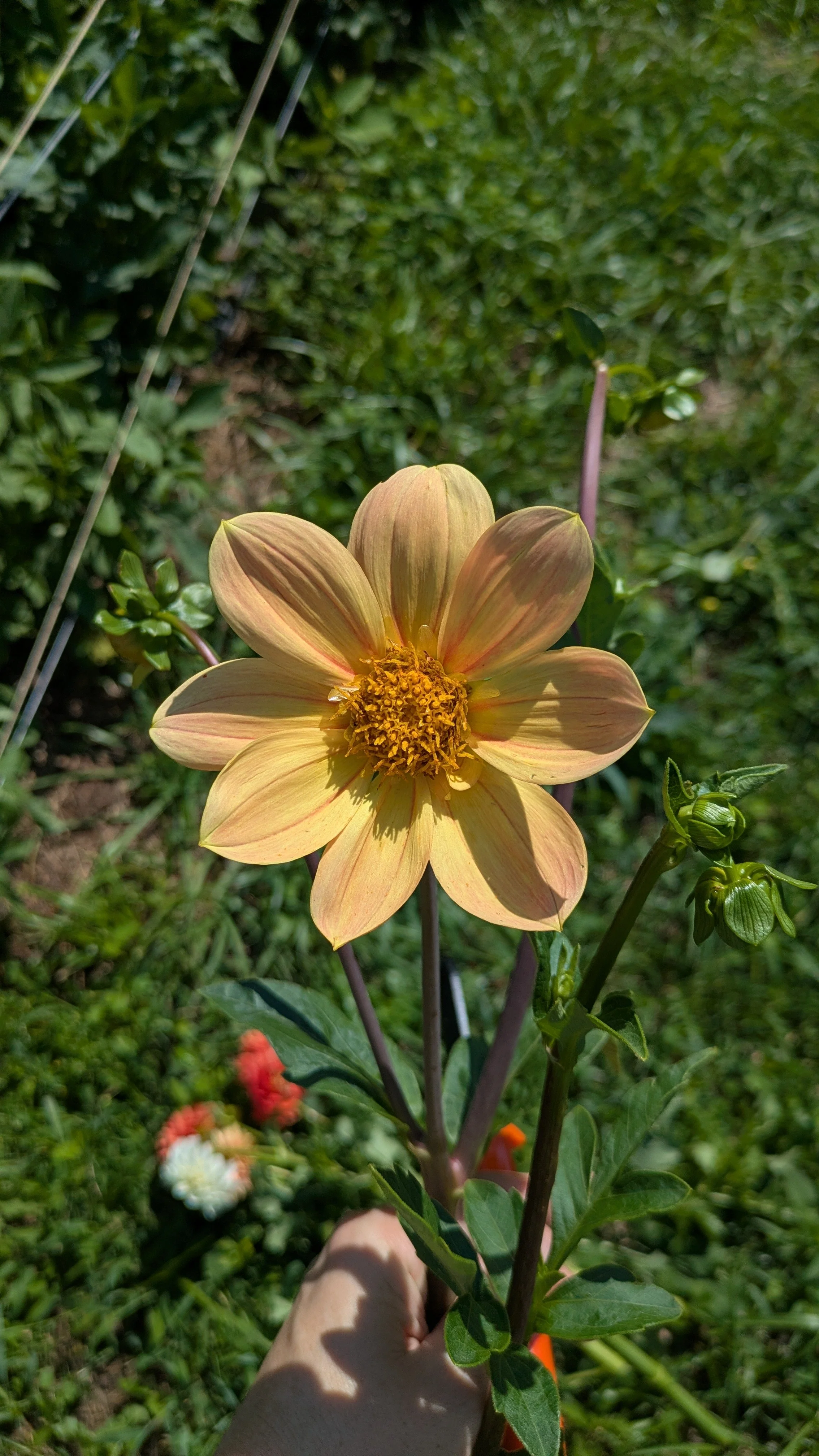 Dahlia - Seedling