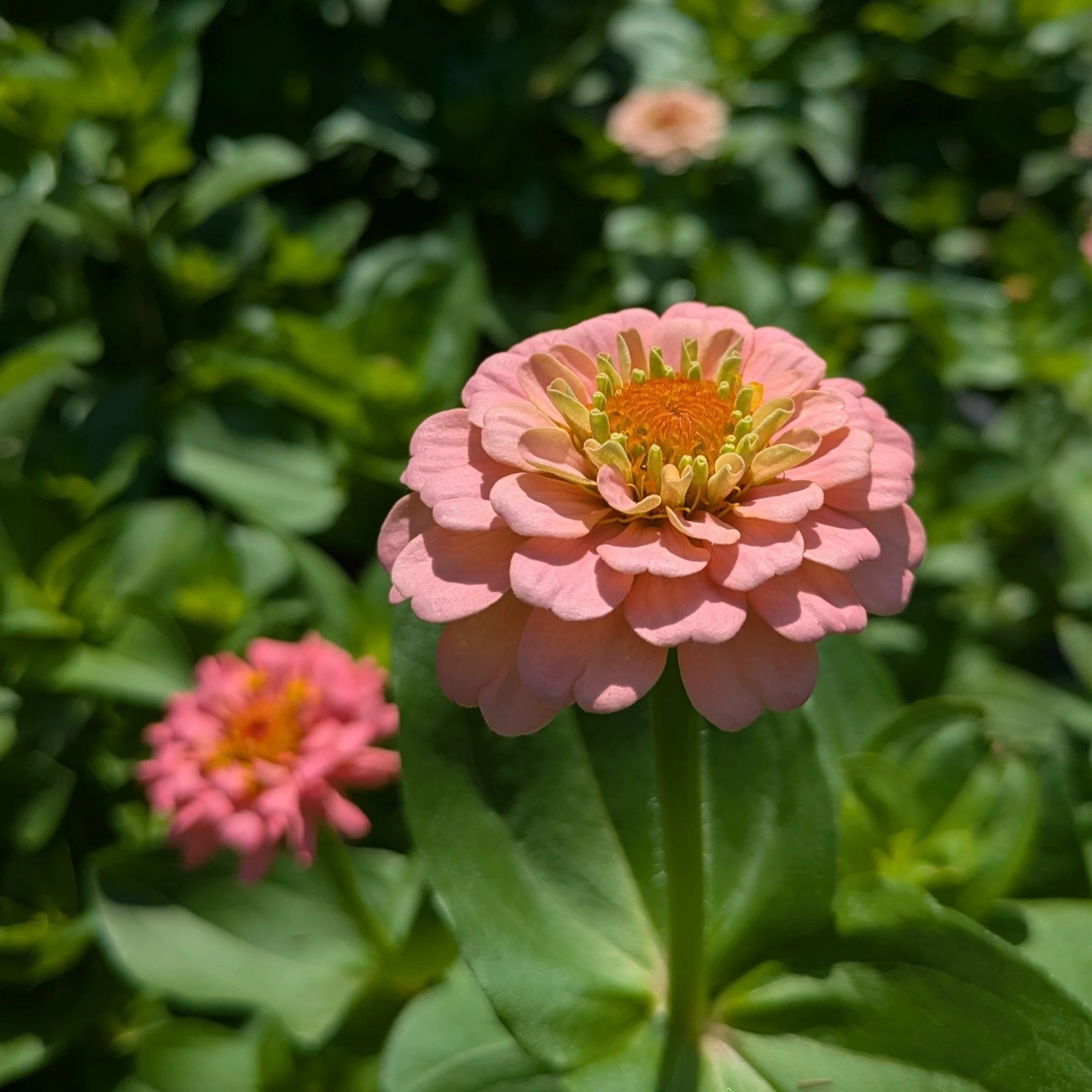 Zinnia - Oklahoma Salmon