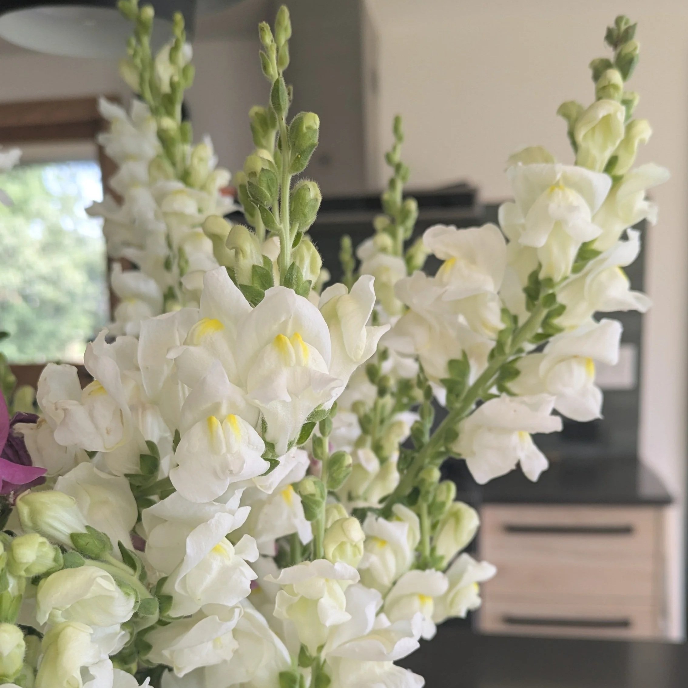 Snapdragon - Snowflake