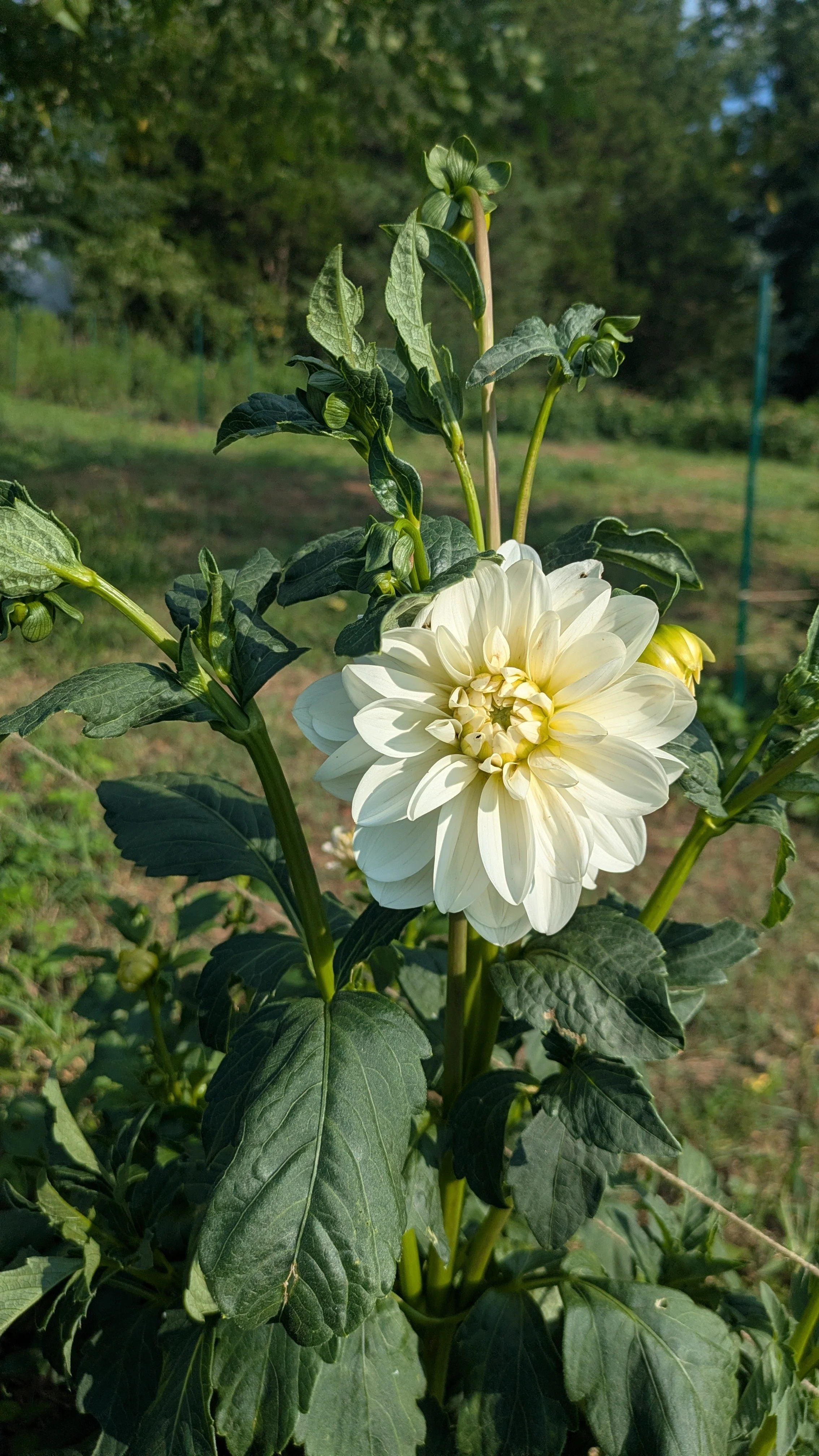 Dahlia - Bridezilla