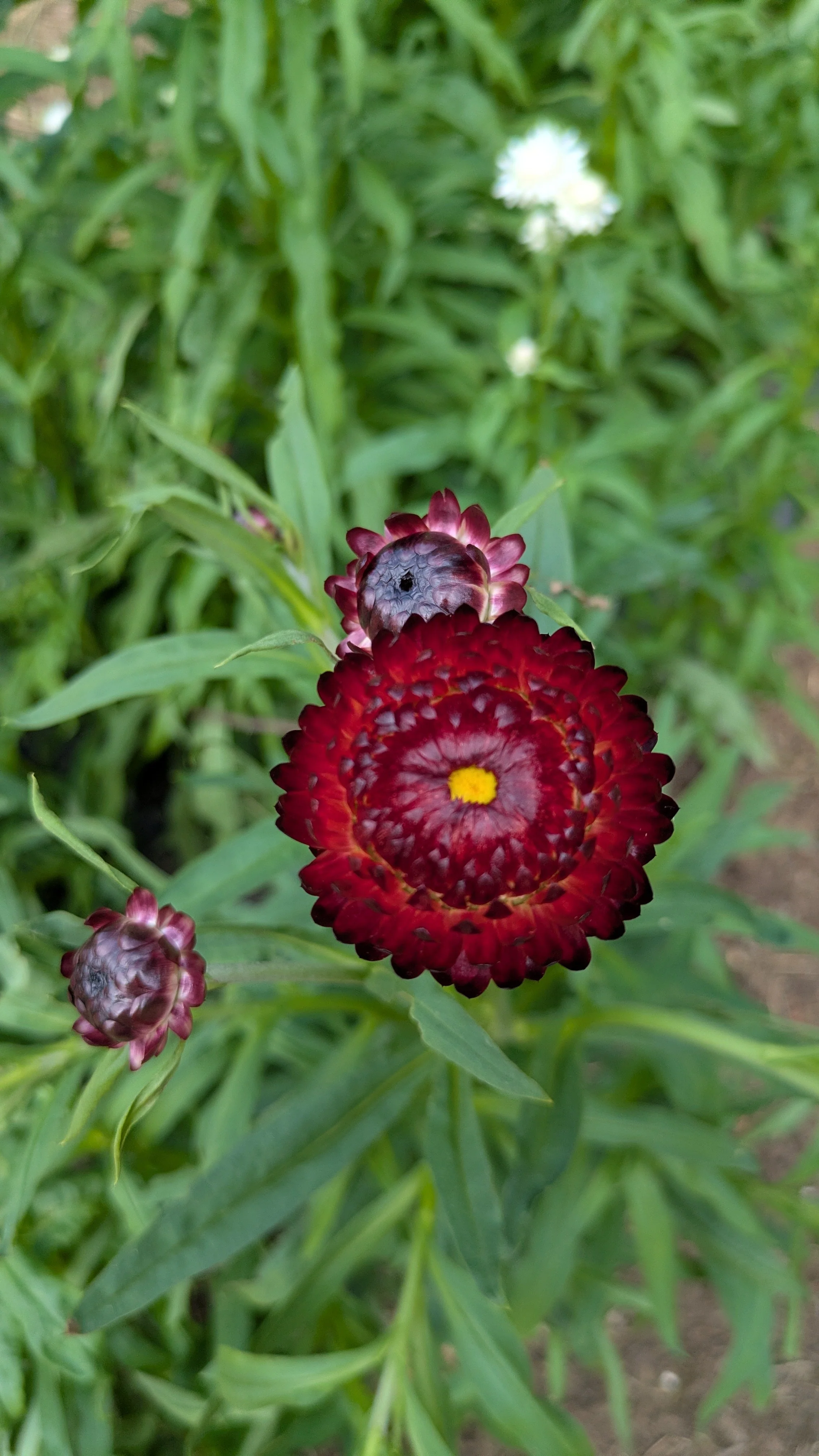 Strawflower - Purple Red