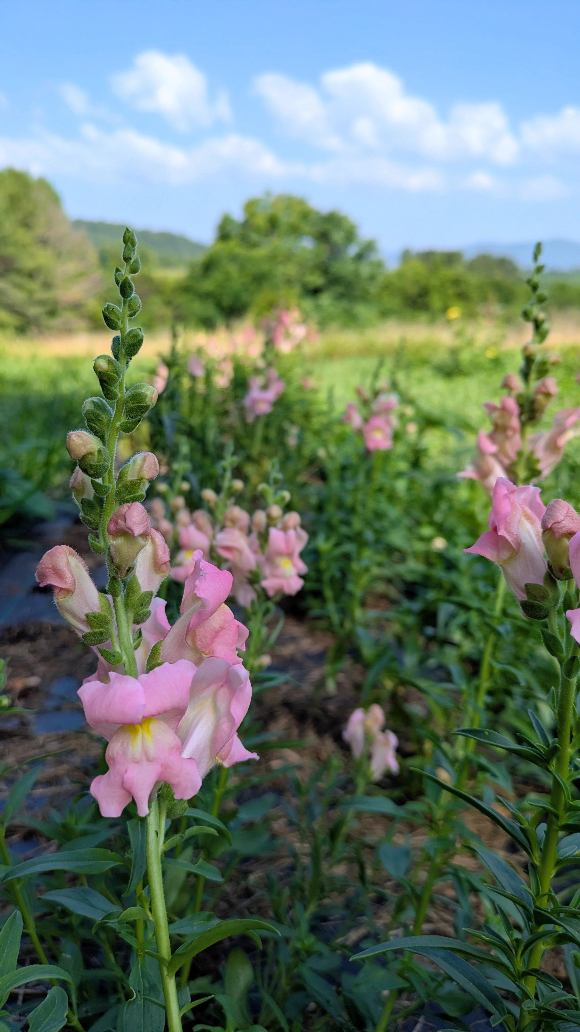 Snapdragon - The Rose