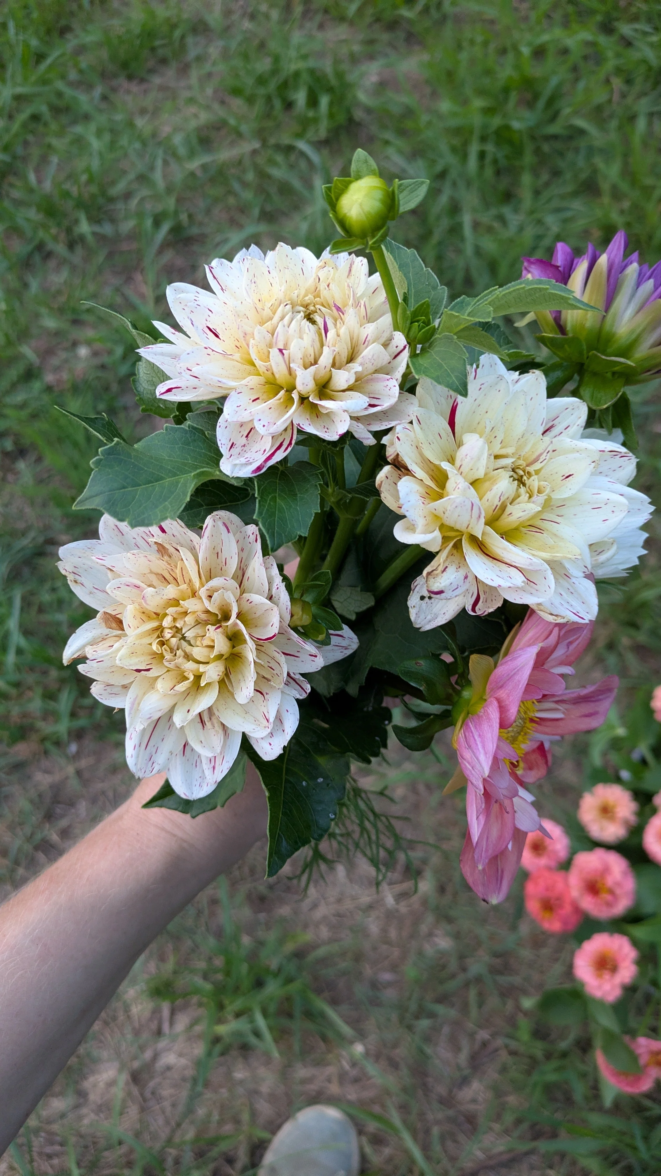 Dahlia - Picasso