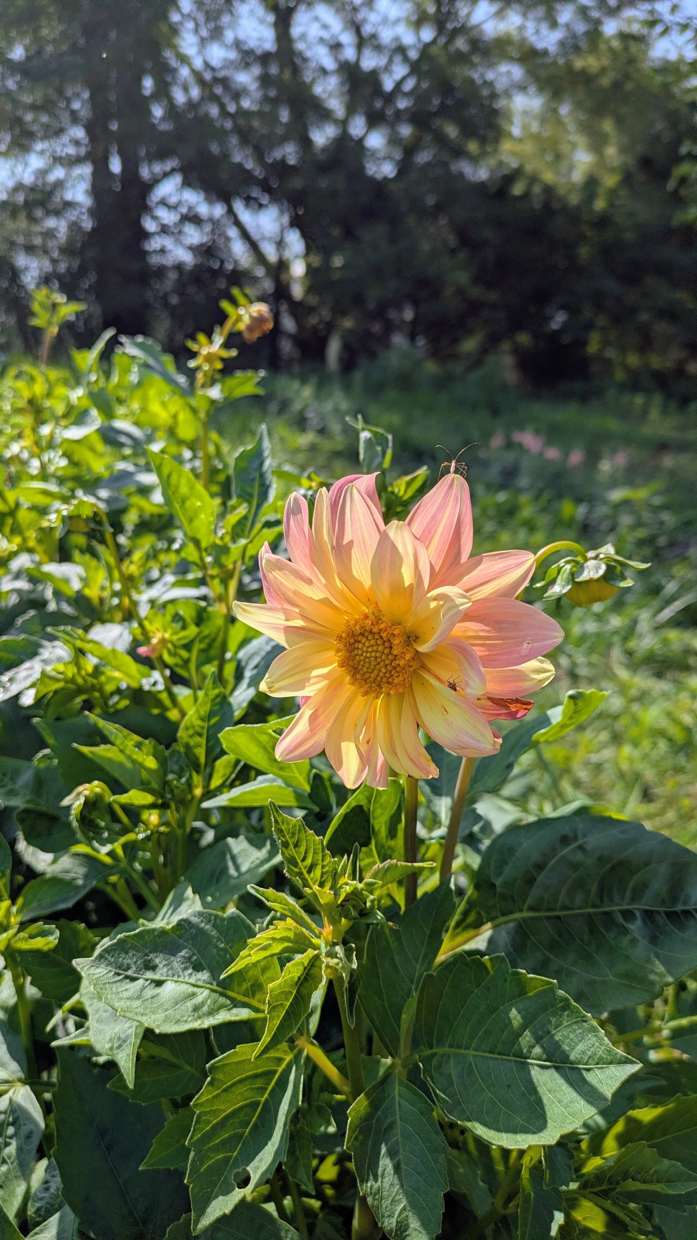 Dahlia - Unnamed Seeded Variety