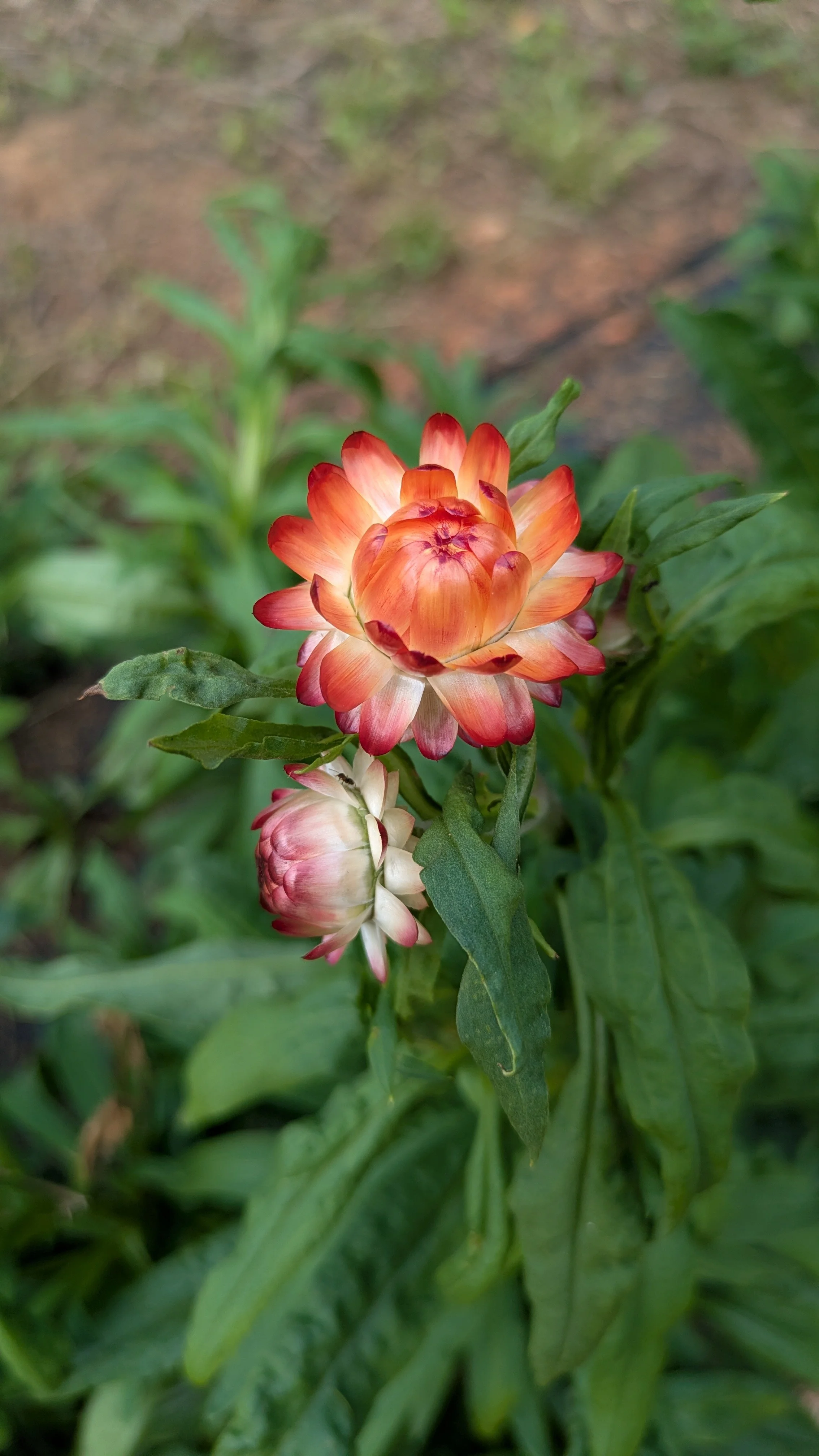Strawflower - Apricot Peach