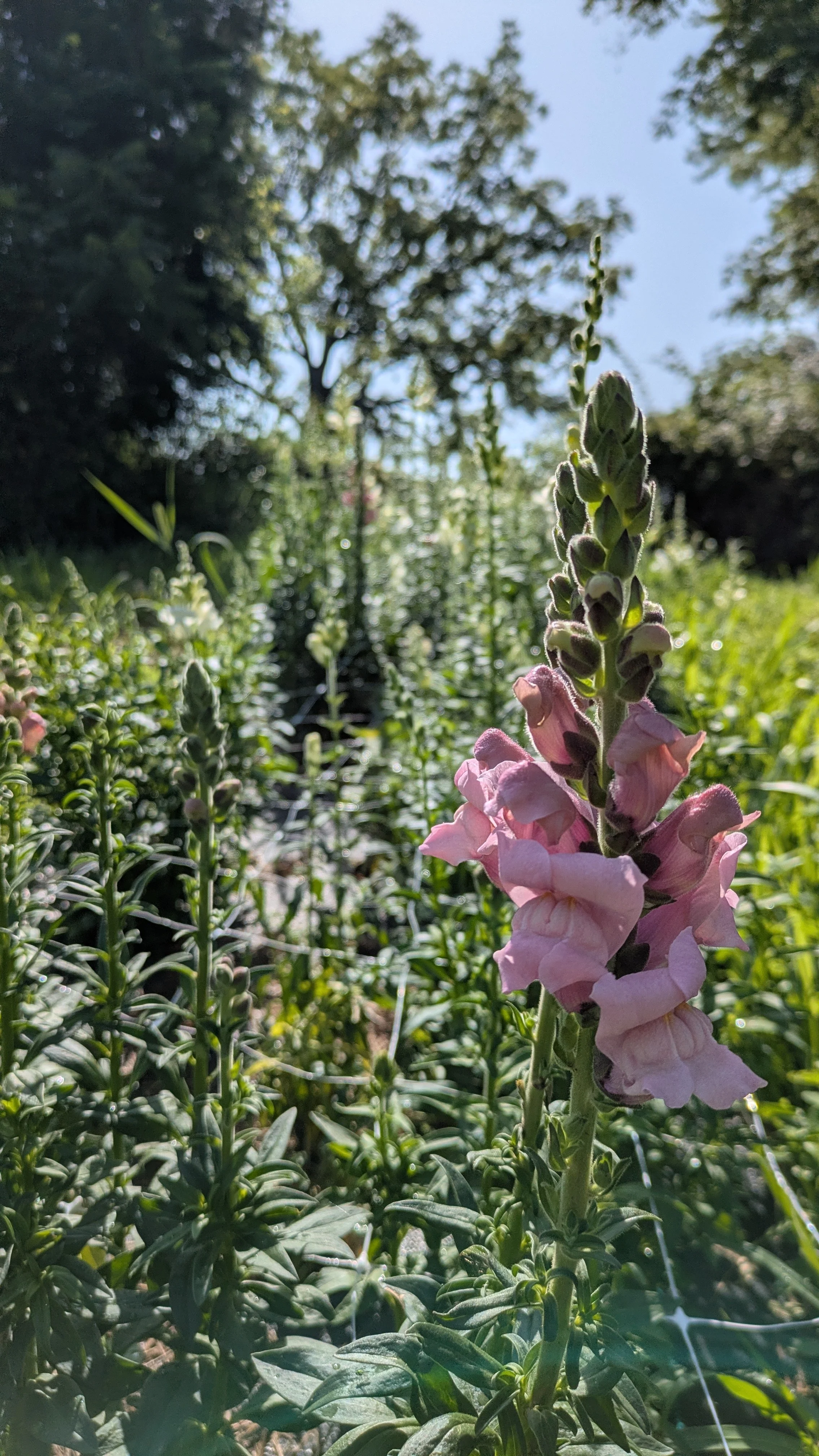 Snapdragon - Potomac Berry