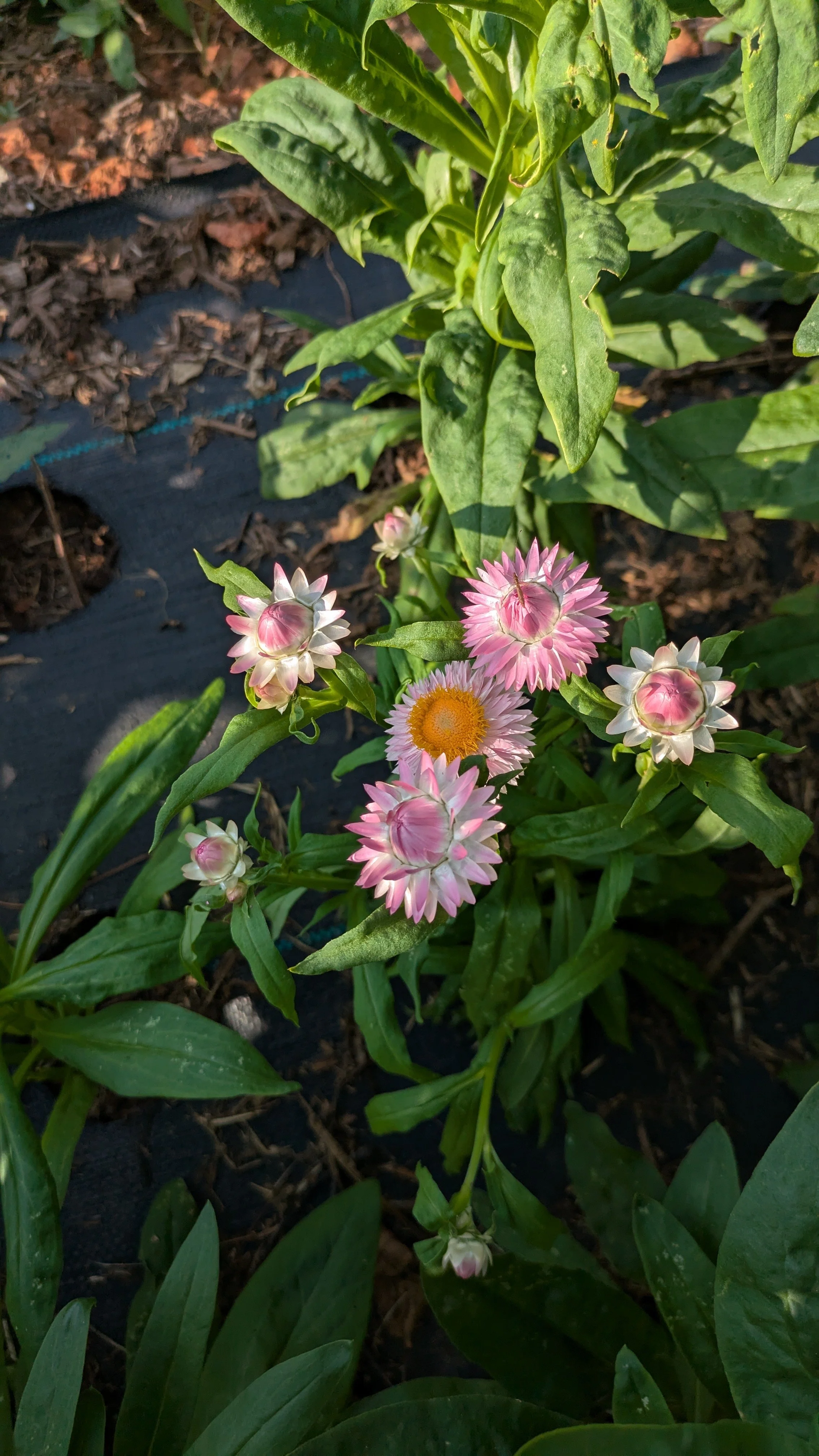 Strawflower - Pink
