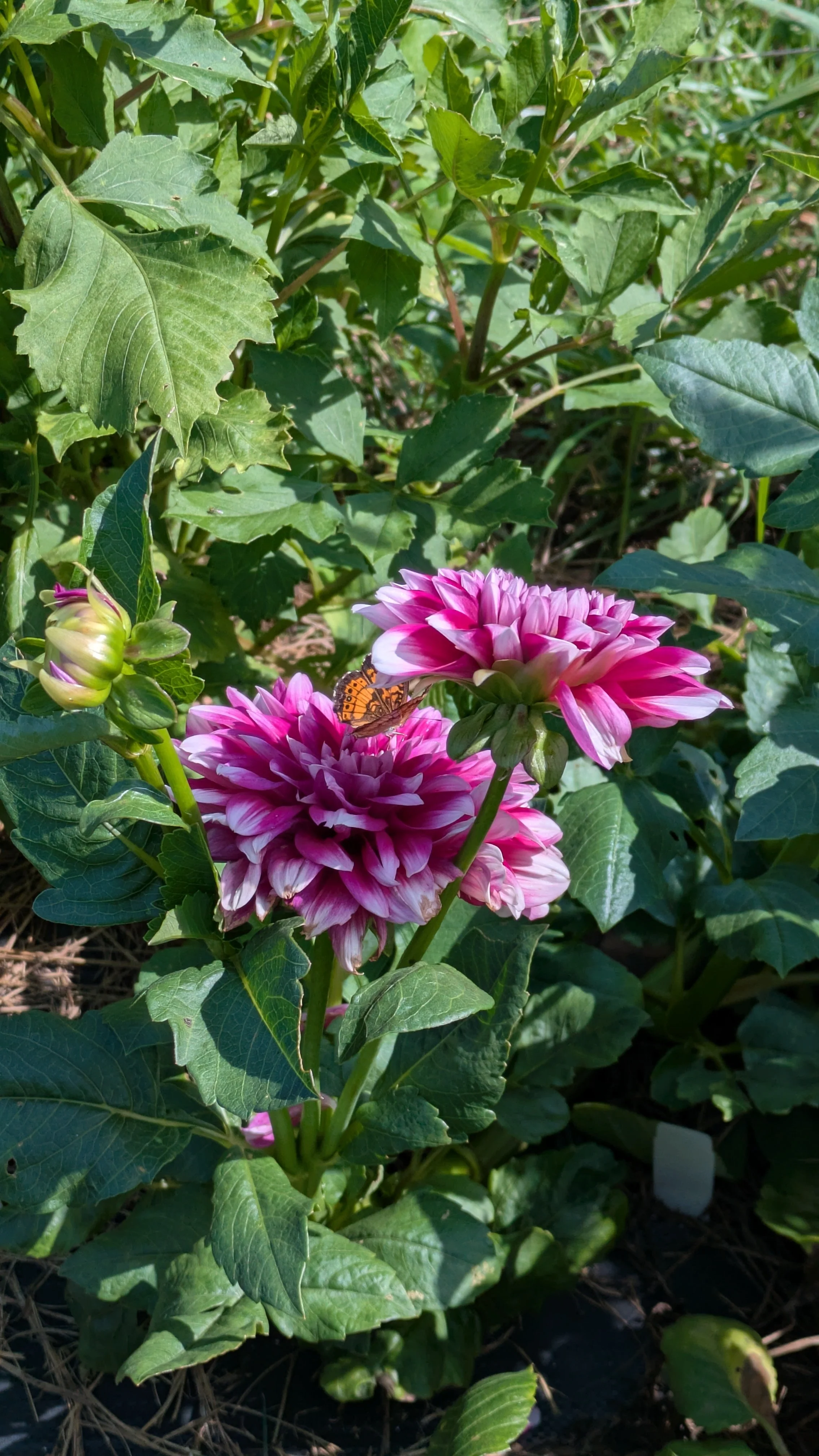 Dahlia - Patches
