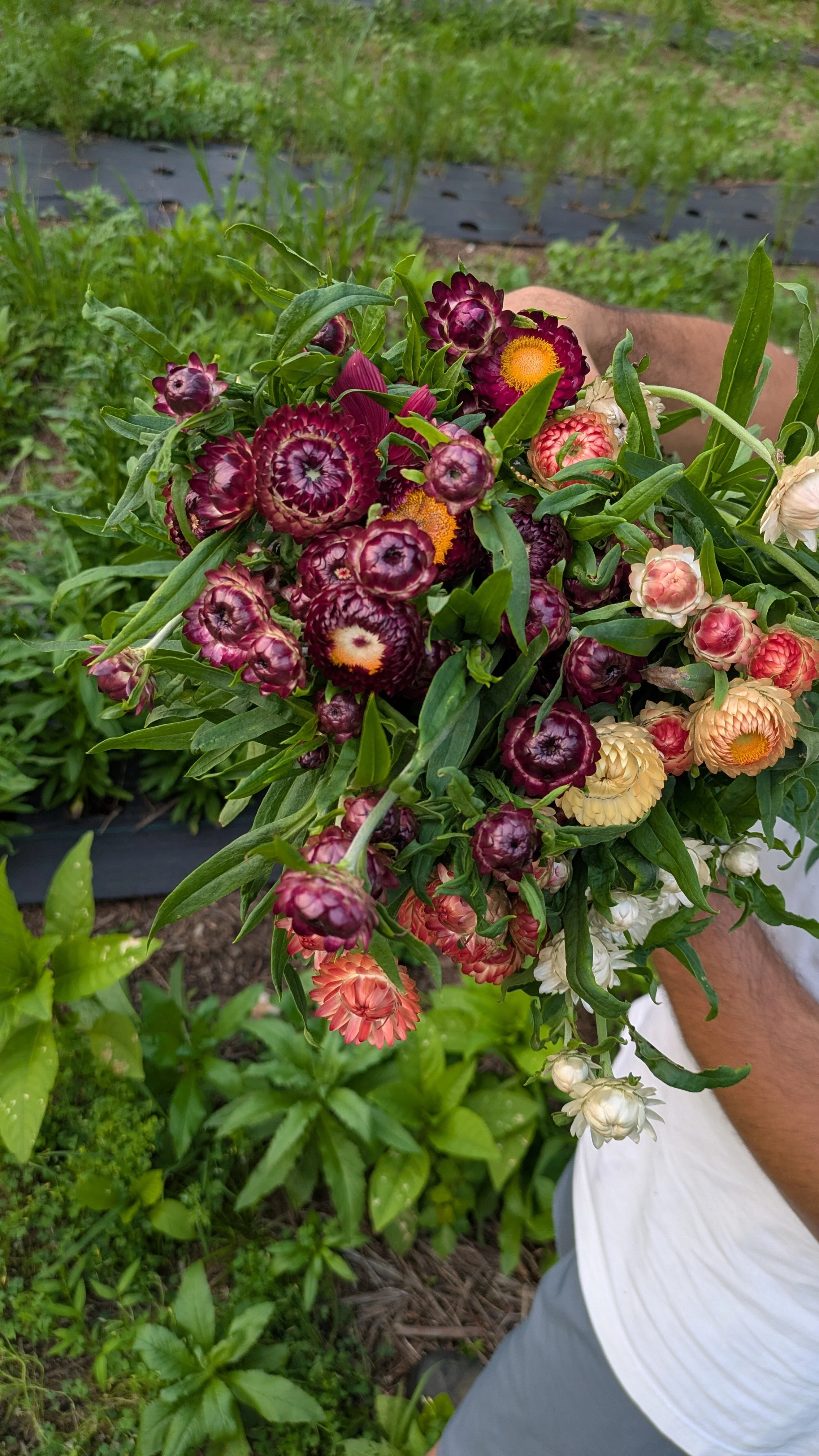 Strawflower - Assorted