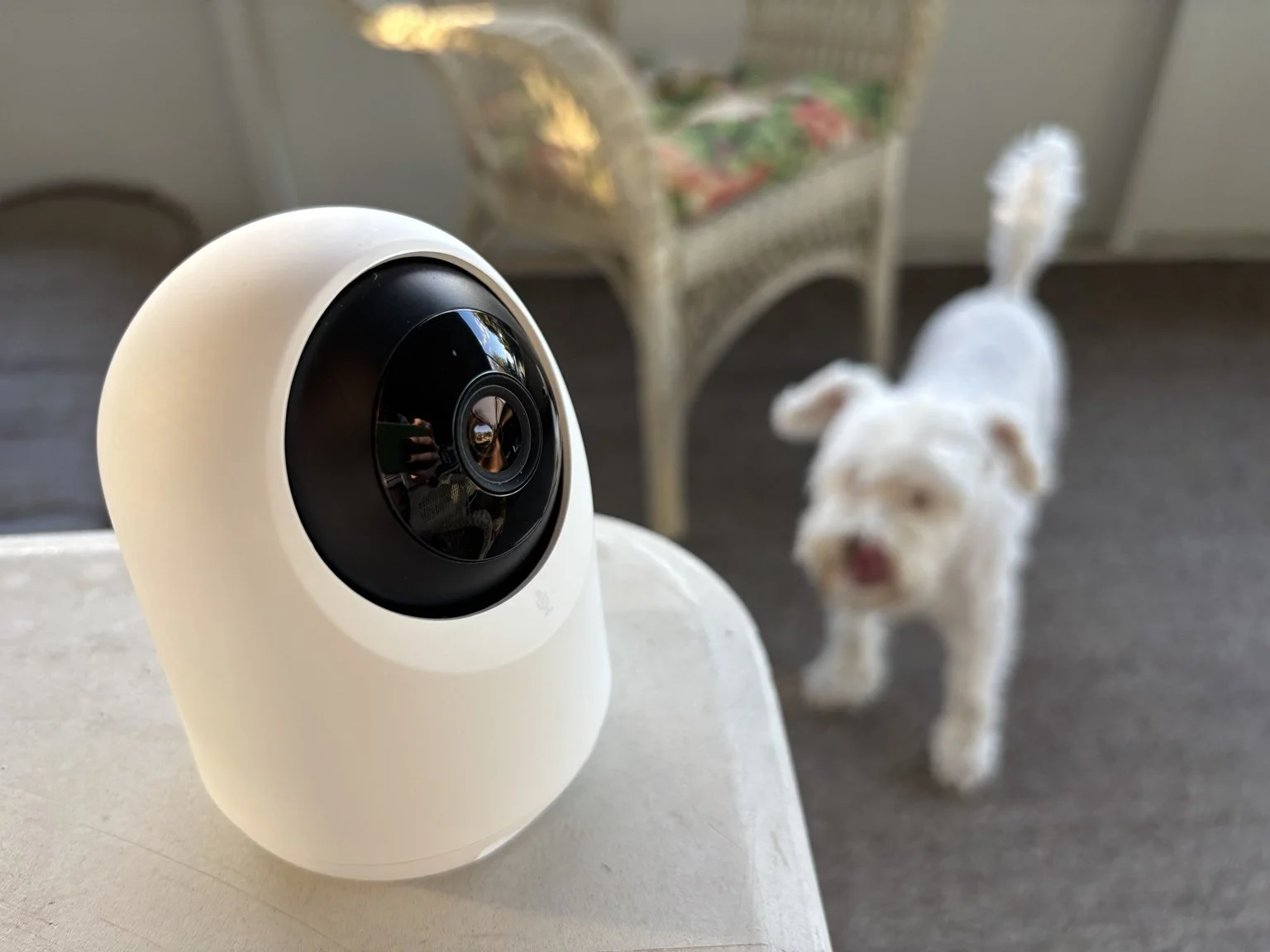 Pet Cameras vs. Security Cameras: Do Dog Owners Really Need a Dedicated Pet Camera?