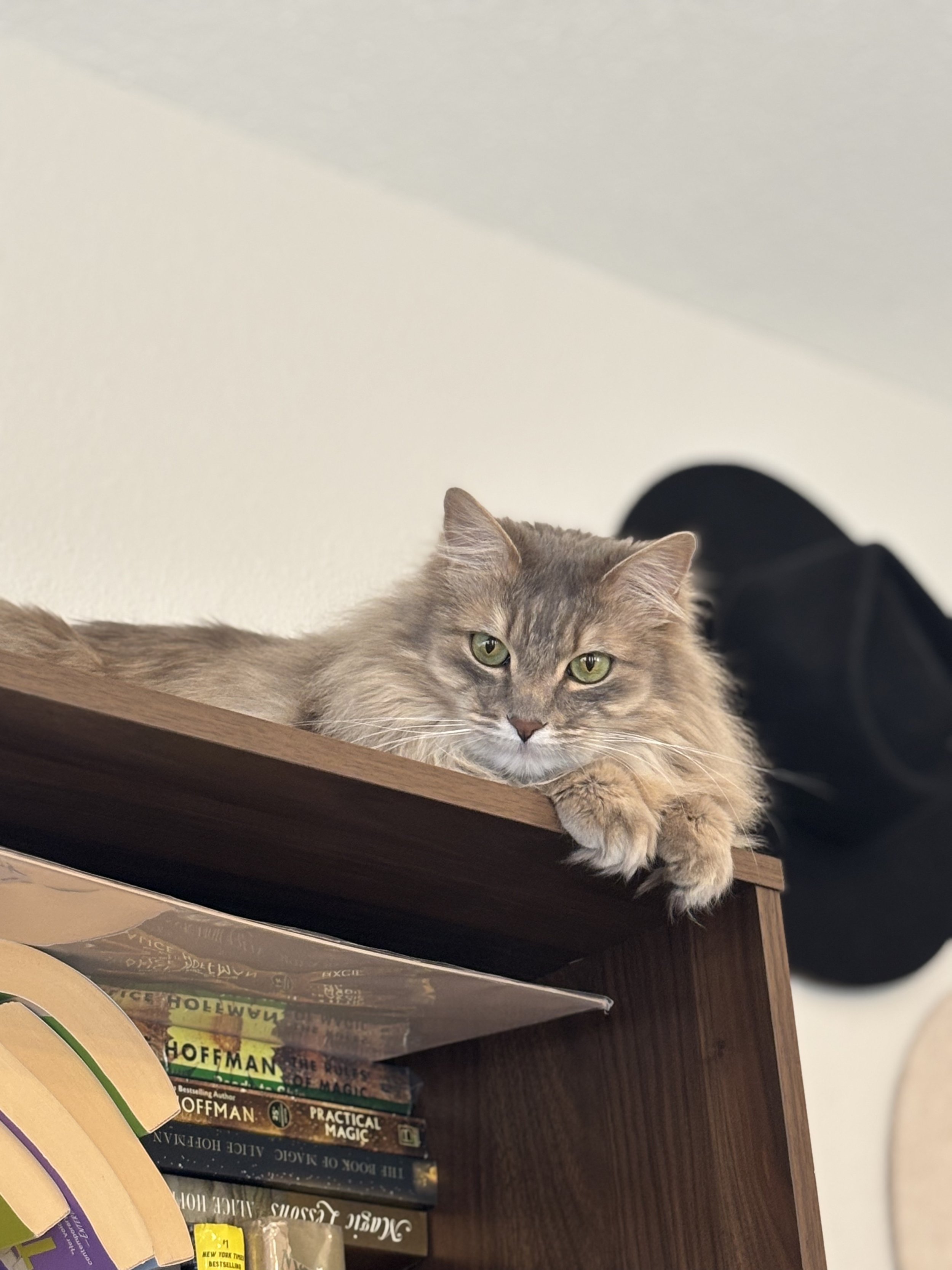 A fluffy brown and gray cat with green eyes lying on a wooden shelf above a stack of books. The cat appears relaxed and is looking at the camera.