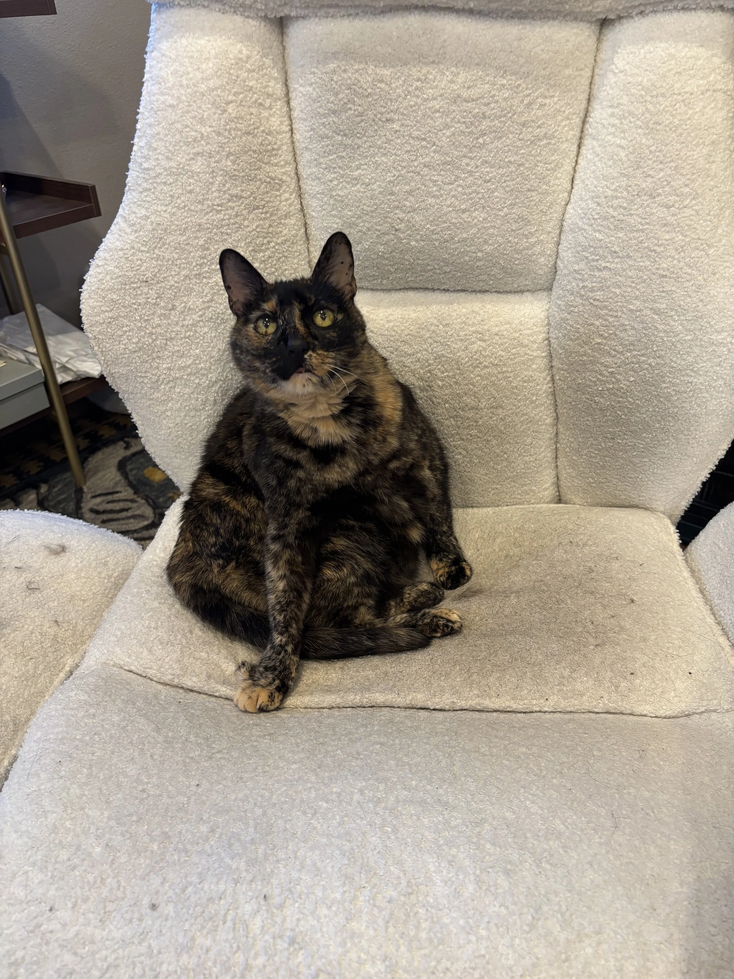 A tortoiseshell cat with yellow eyes sitting on a beige upholstered armchair.
