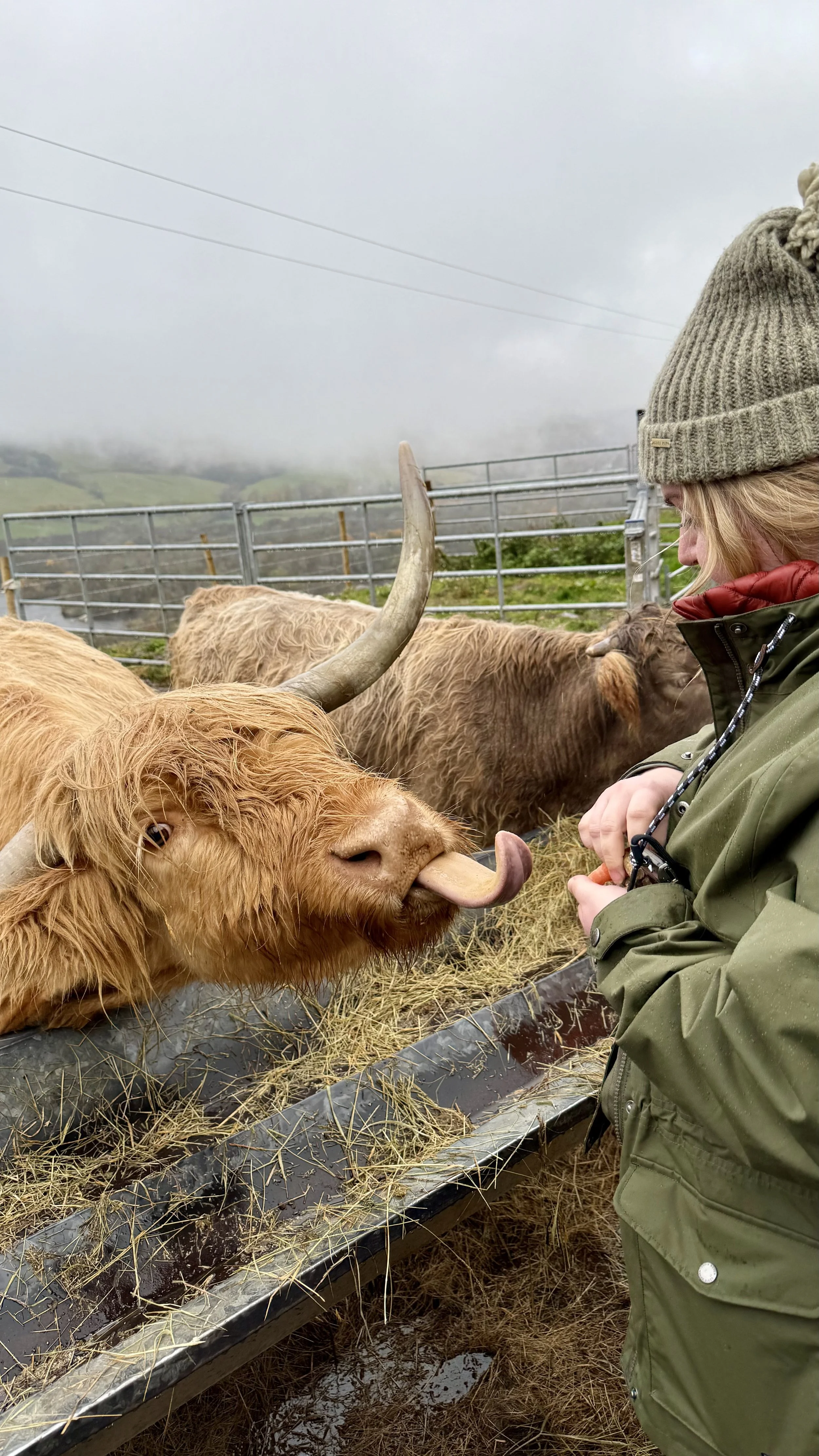 A person wearing a green jacket and gray beanie feeding a Highland cow on a farm with foggy weather.