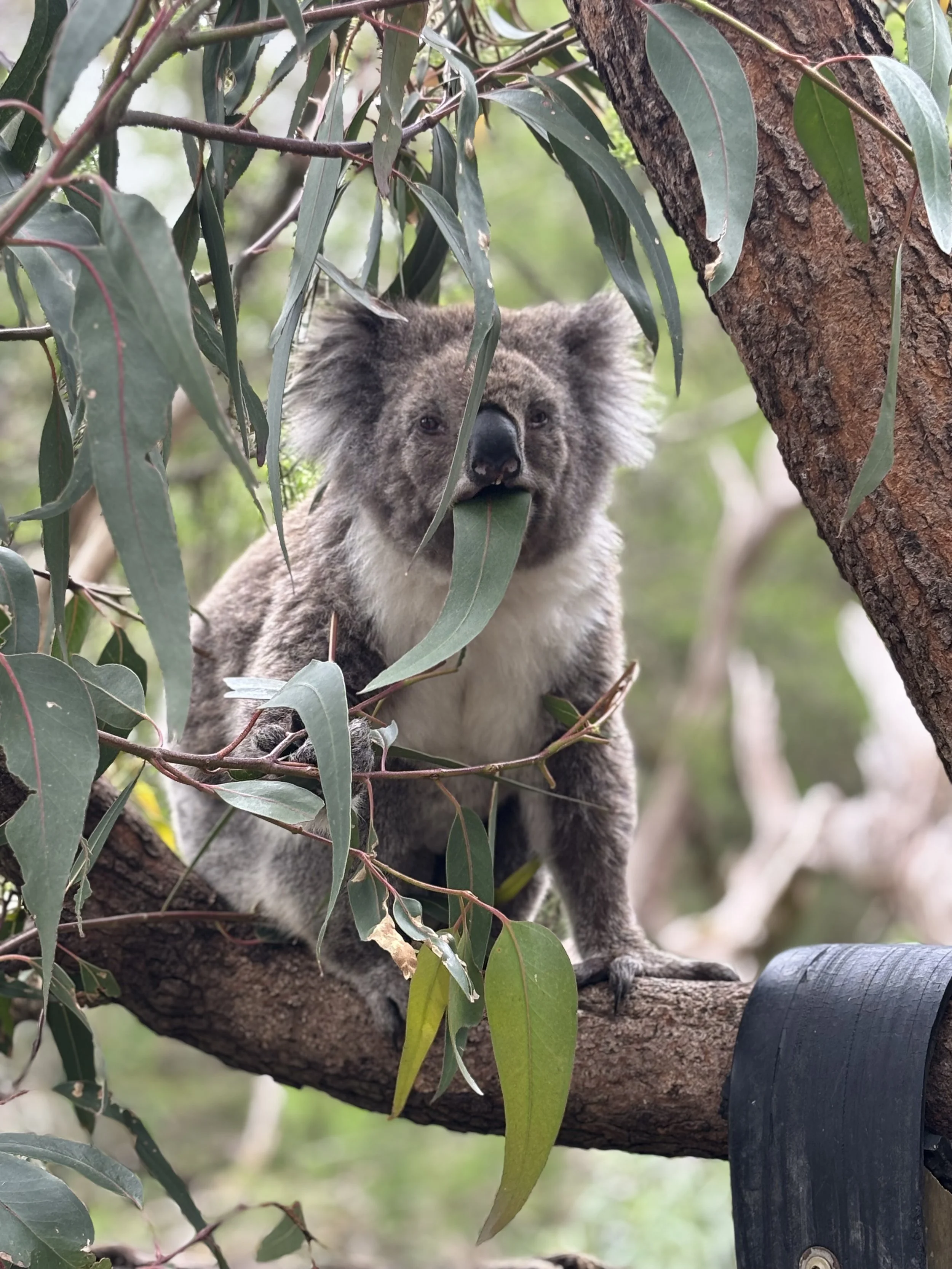 A koala sitting on a tree branch surrounded by eucalyptus leaves.