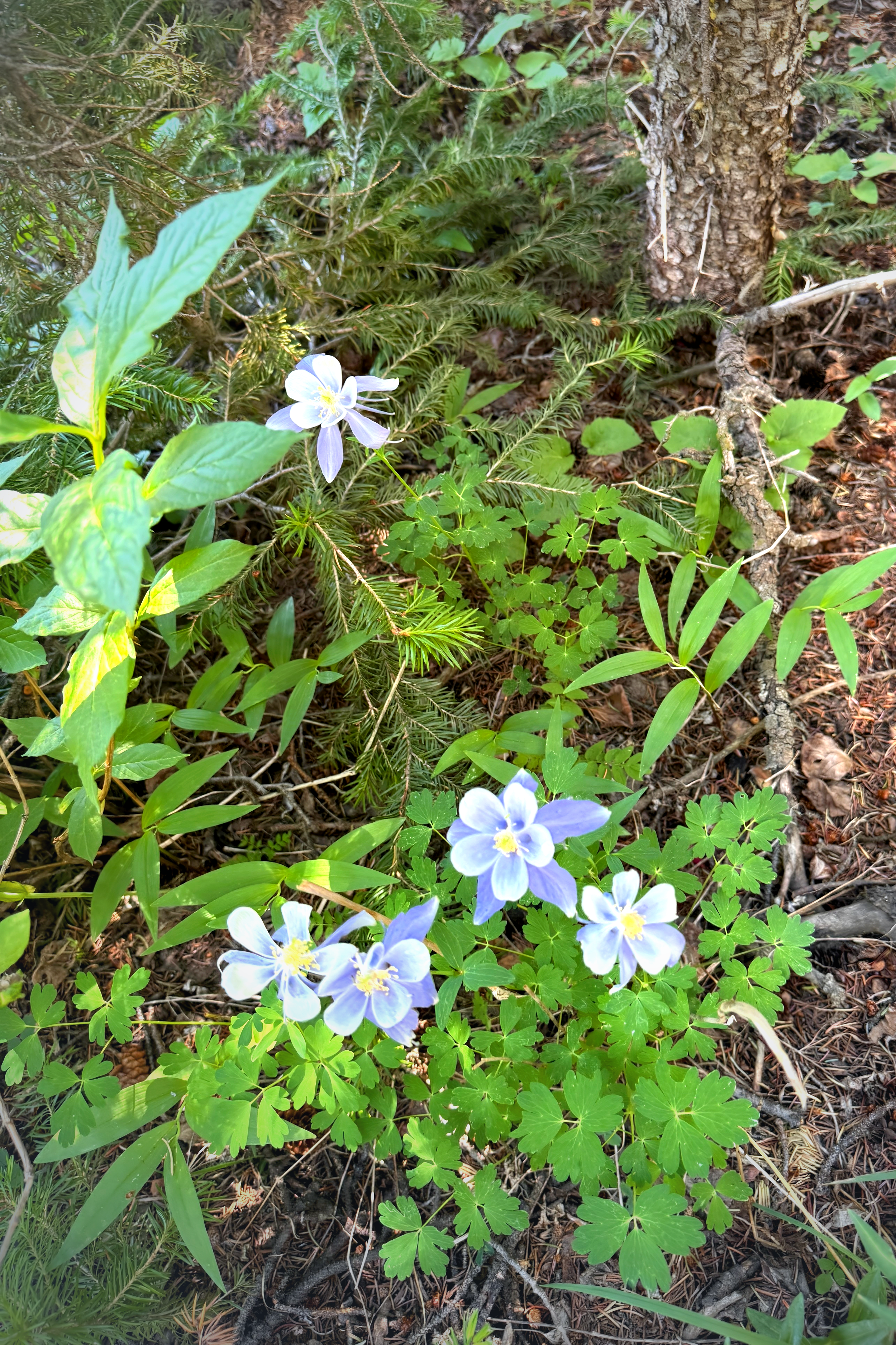 Blue and white Columbine wildflowers growing amidst green foliage and pine needles on a forest floor.