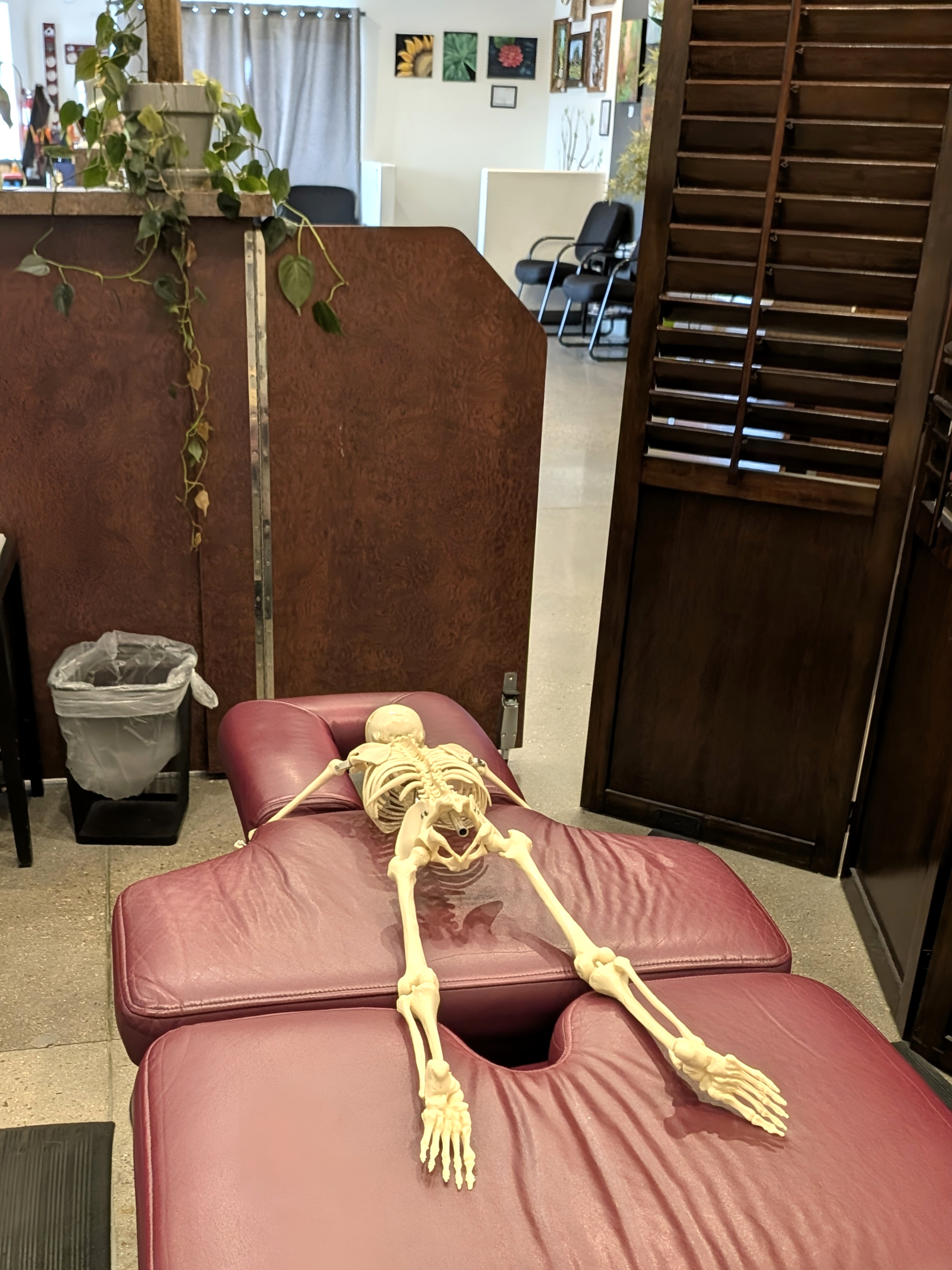 A human skeleton lying on a red chiropractic table in a room with chairs, plants, and wall decor.